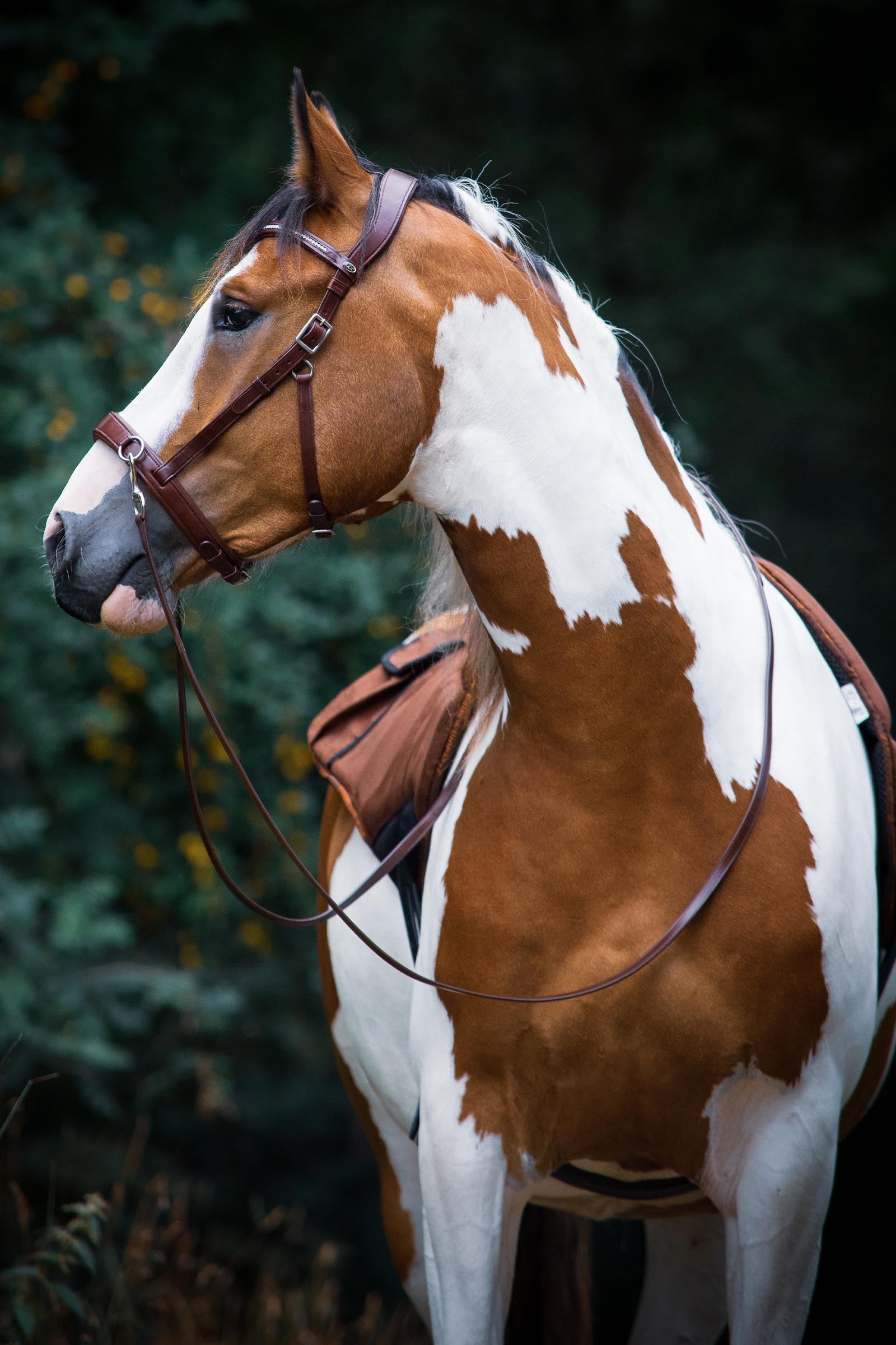 F.R.A. Freedom Riding Articles Wendy B Cavesson, Bitless Bridle, Leather Reins w/ Clip Bridles & Reins