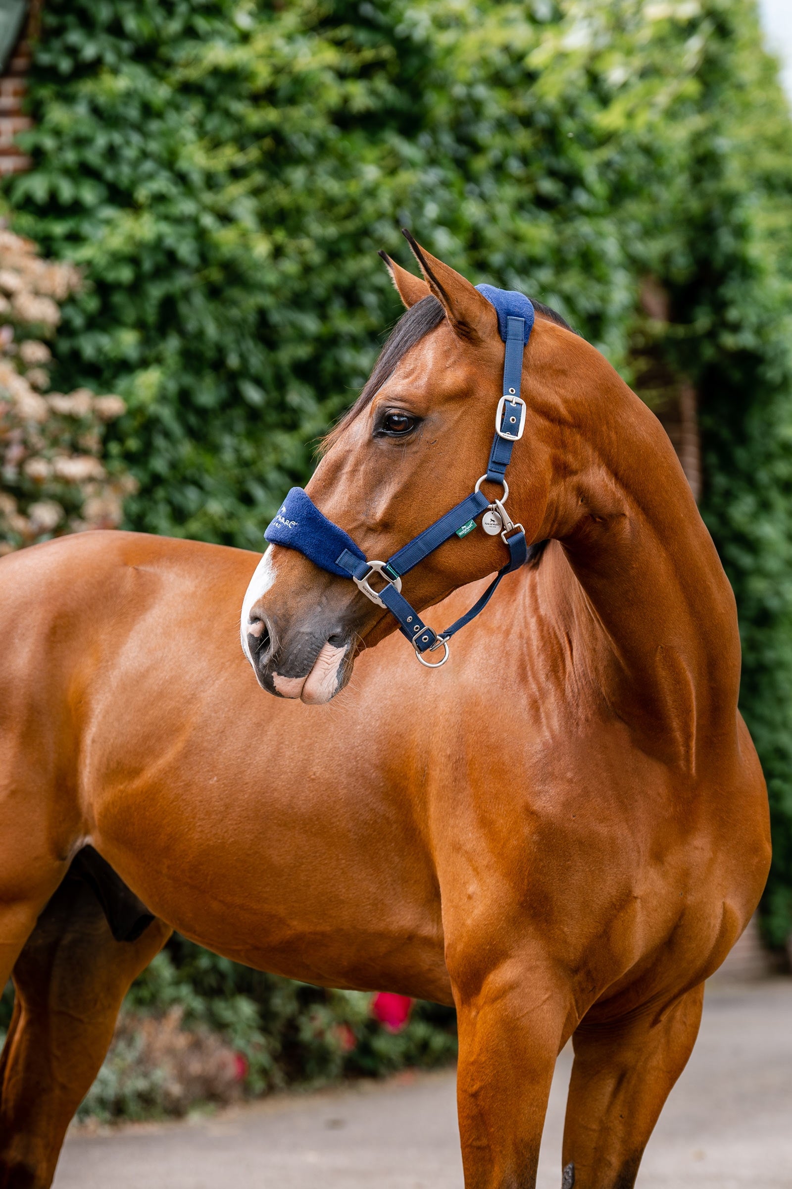 Horseware Signature Redini da Pulizia Cavezze e guinsagli