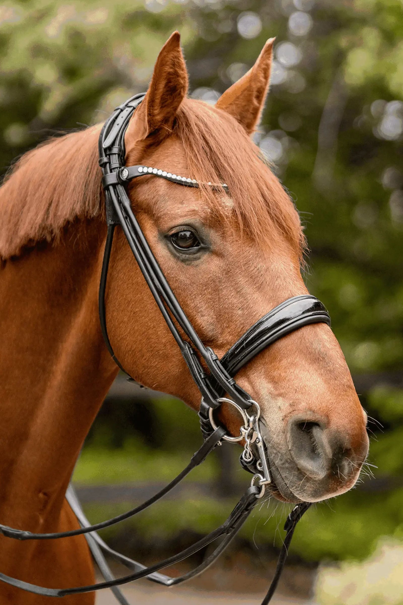 Sprenger Novocontact Weymouth 14mm Sensogan with 5cm Stainless Steel Cheeks Horse Bits