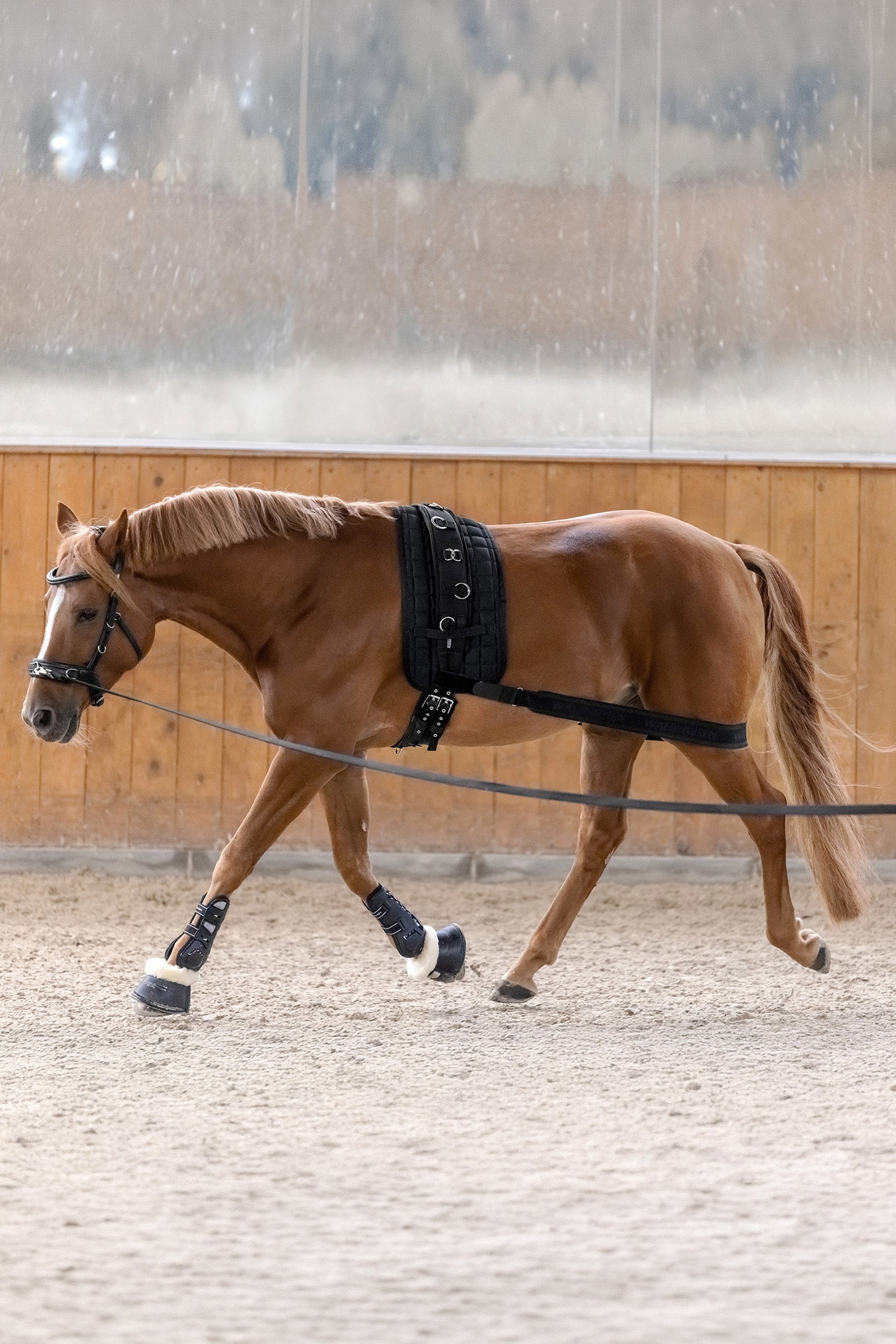 Waldhausen fascia body per attivazione del posteriore Leg & Hoof Protection