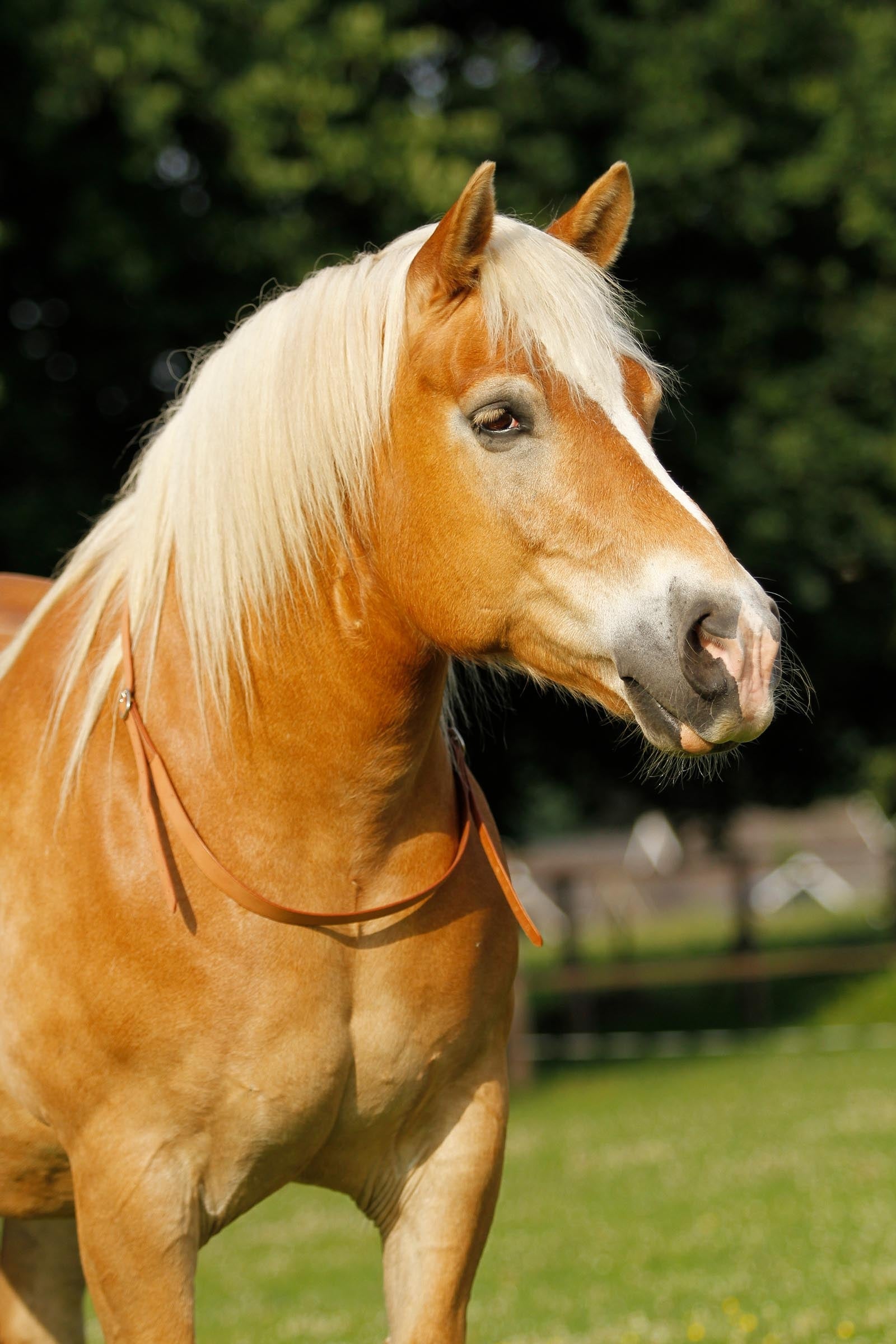 F.R.A. Freedom Riding Articles Chiron NH Balance Reins 30mm Leather, Reins 15mm Leather (System 1) Bridles & Reins