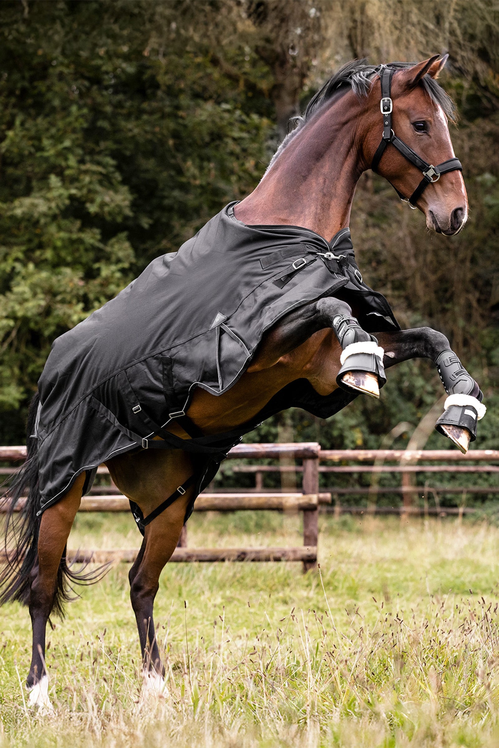 Waldhausen Outdoor Rug Scandic 300 g Horse Rugs