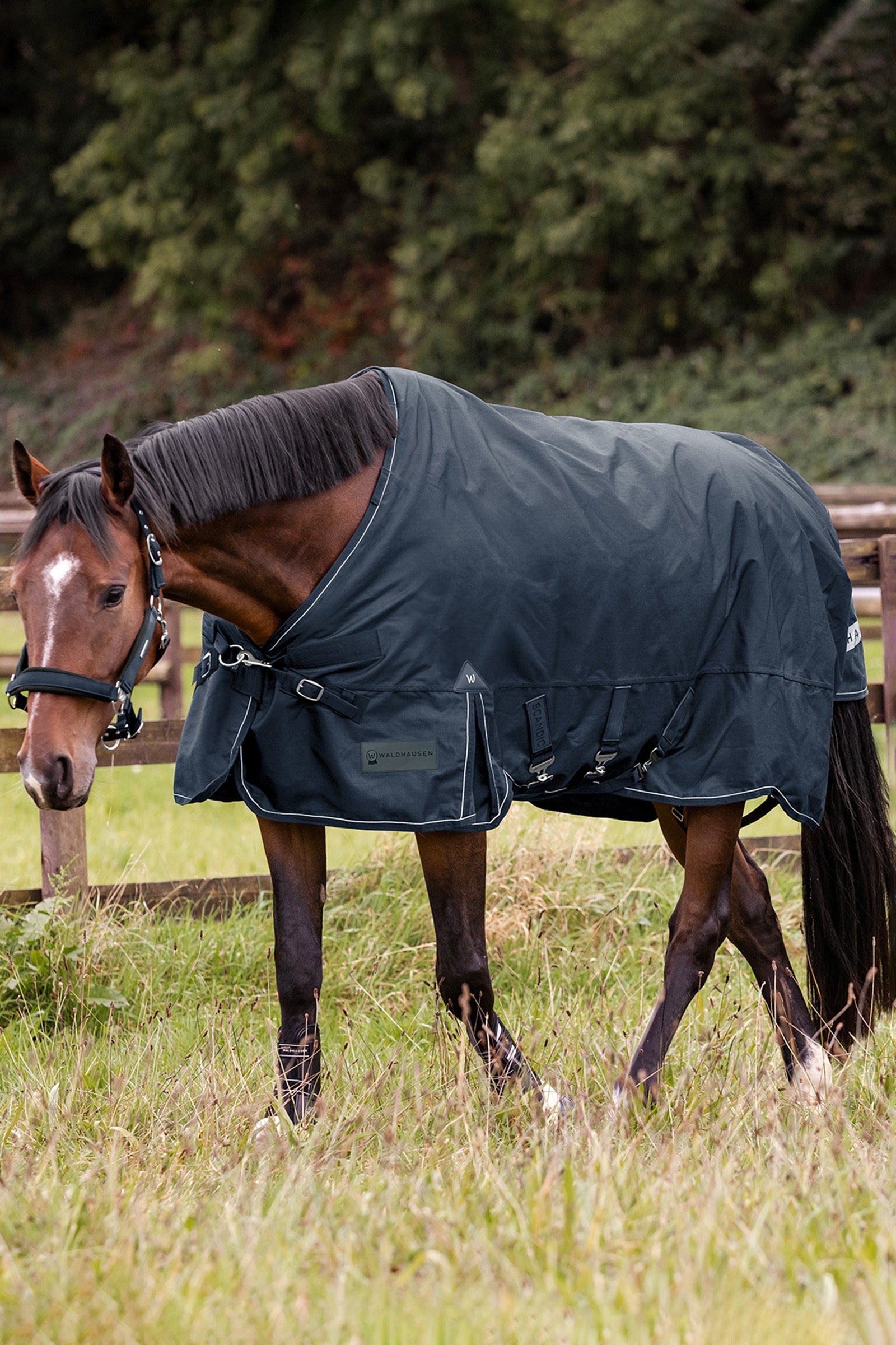 Waldhausen Outdoor Rug Scandic 300 g Horse Rugs