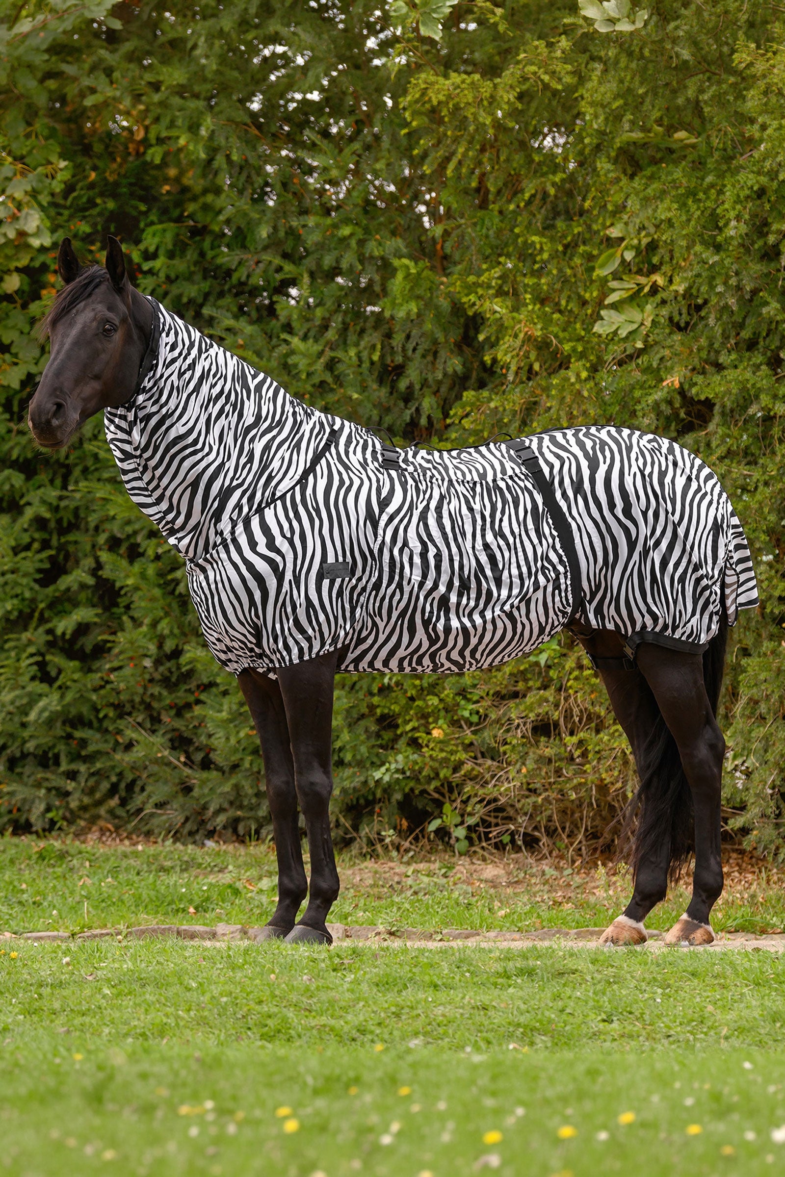 Waldhausen Basic coperta antieczema zebra con protezione UV Coperte per cavalli
