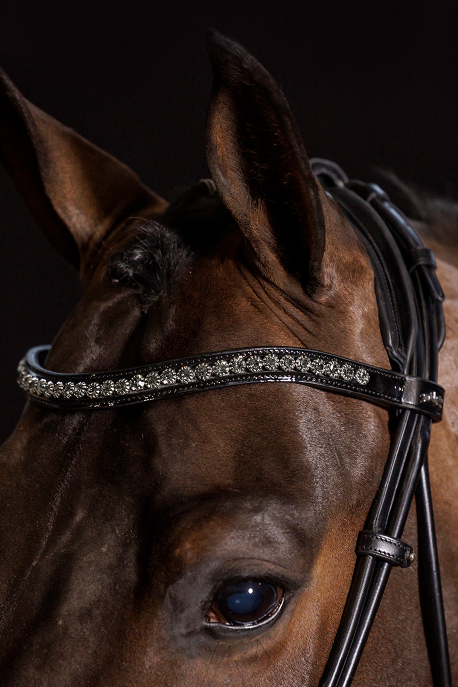 Schockemöhle Sports Westminster Bridle Bridles & Reins