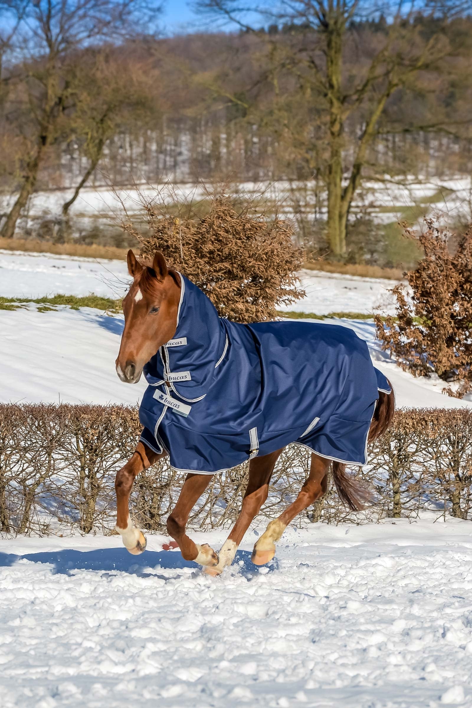 Bucas Freedom coperta per esterno con collo intero fisso (300g / 150g) Coperte per cavalli