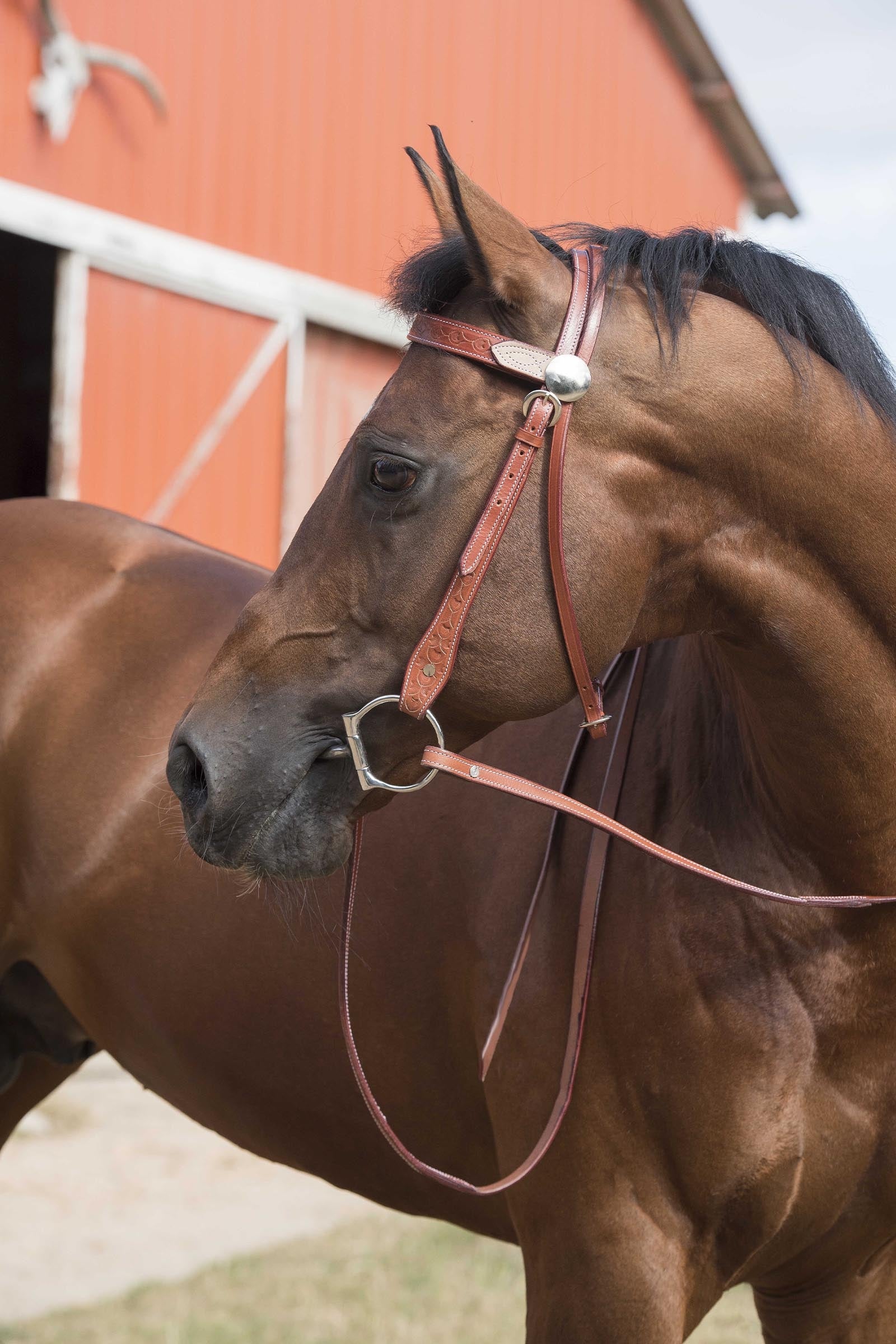 WESTRIDE Bridle Two-Tone Bridles & Reins