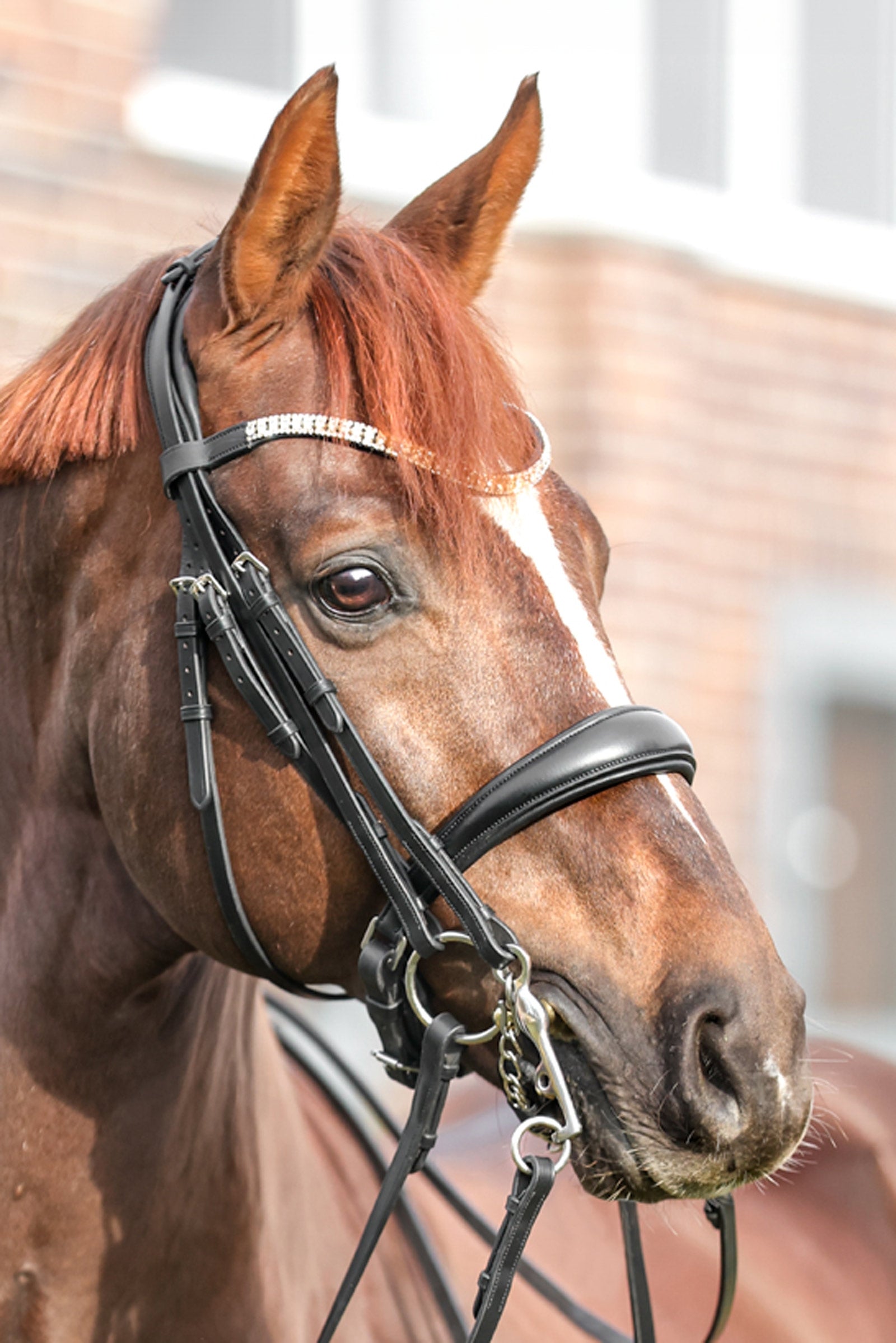 Kavalkade Sonya Weymouth Bridle Briglie & redini
