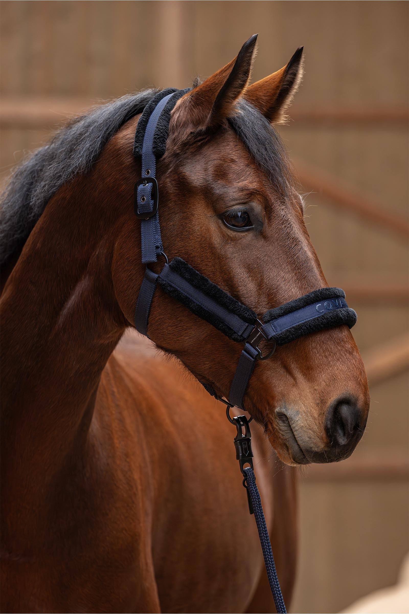 Covalliero Padded Halter Halters & Leads
