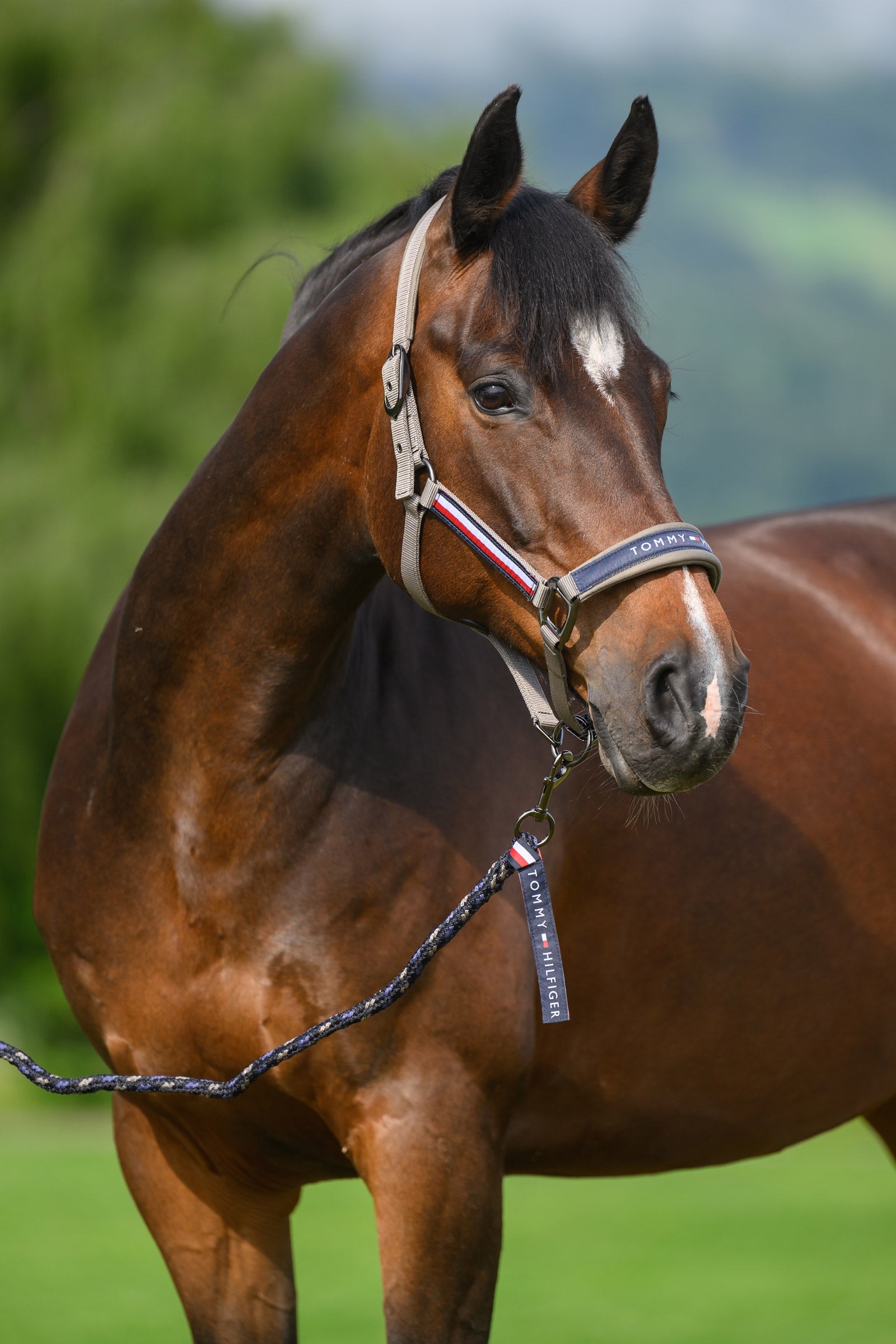 Tommy Hilfiger Equestrian Yale set cavezza e lunghina Cavezze e guinsagli