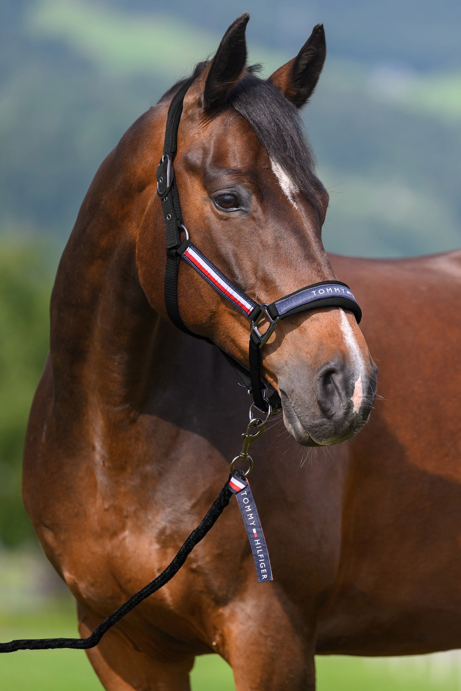 Tommy Hilfiger Equestrian Yale set cavezza e lunghina Cavezze e guinsagli