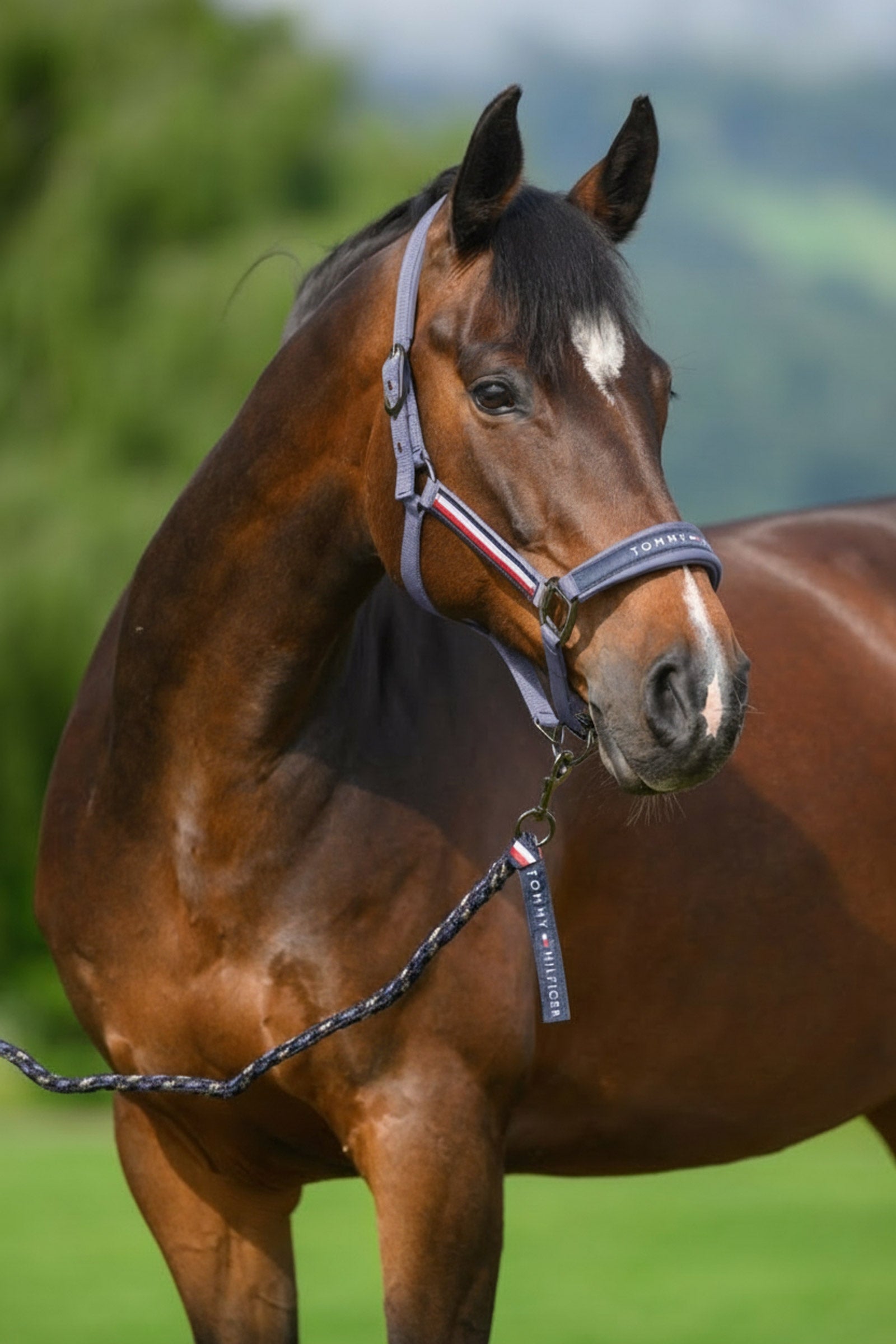 Tommy Hilfiger Equestrian Yale set cavezza e lunghina Cavezze e guinsagli