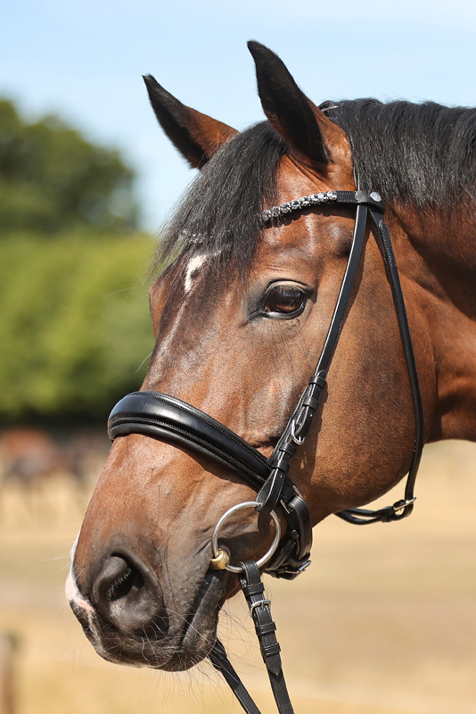 Kavalkade Briglia Ayana KavalSH4 Briglie & redini