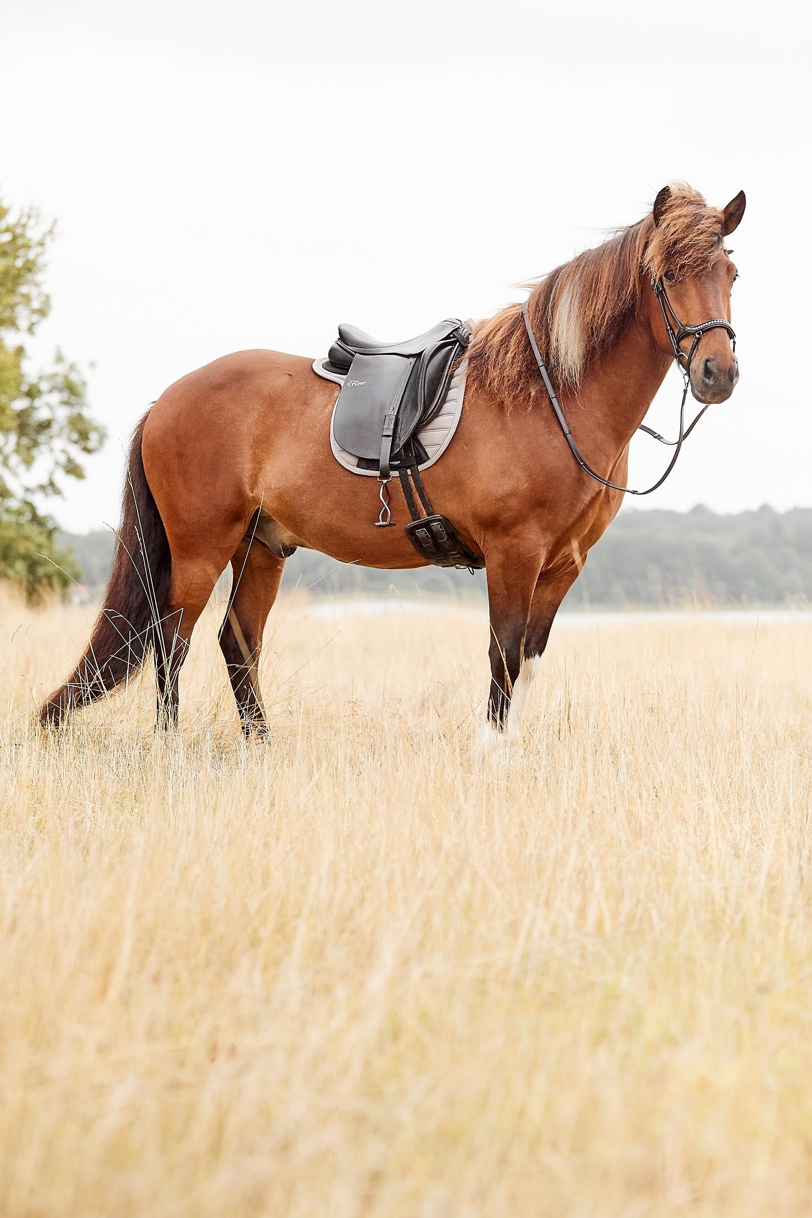 Capezzina classica in cuoio - Horse&Green Capezzina classica in cuoio - Horse&Green