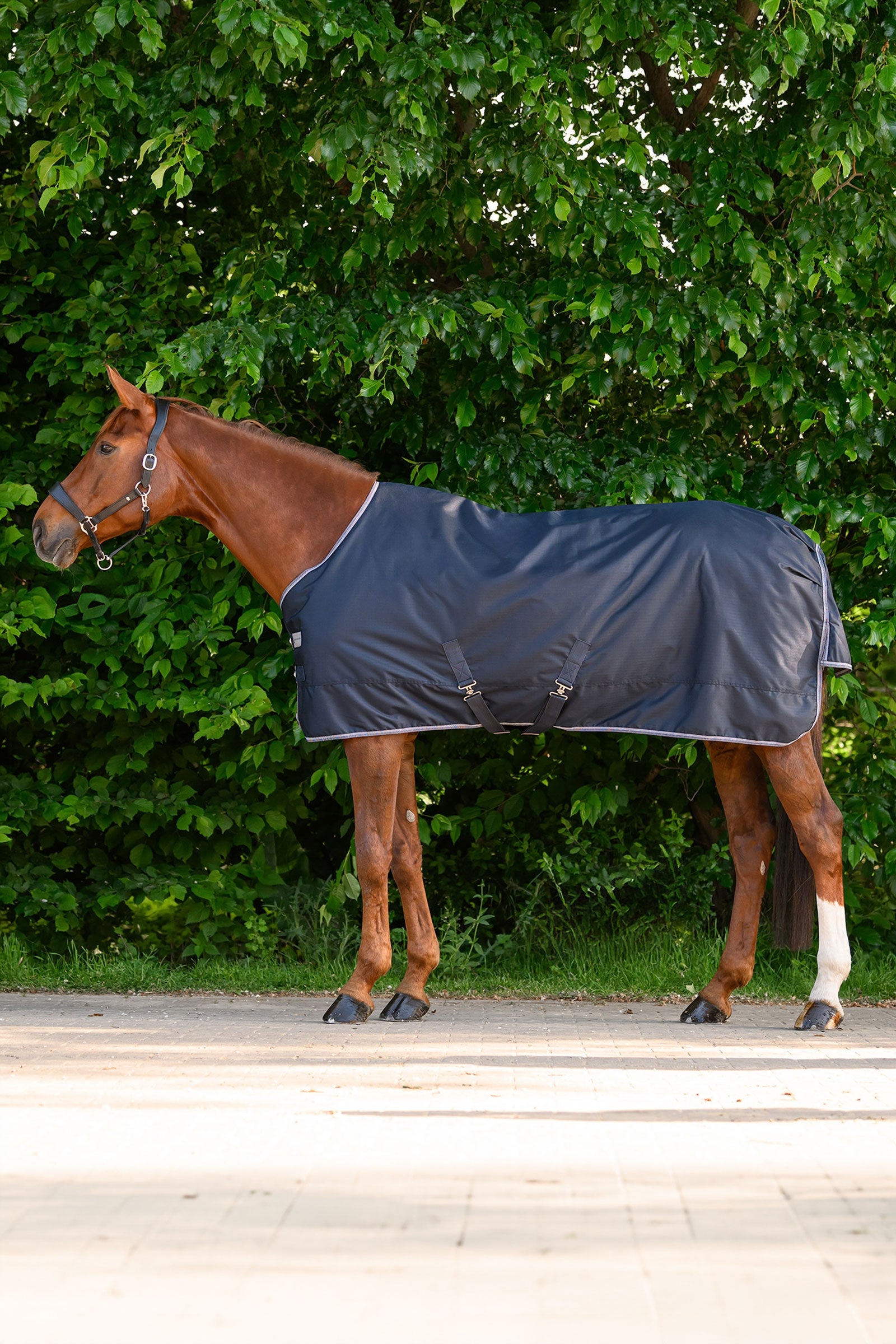 Waldhausen ECONOMIC coperta outdoor leggera Coperte per cavalli