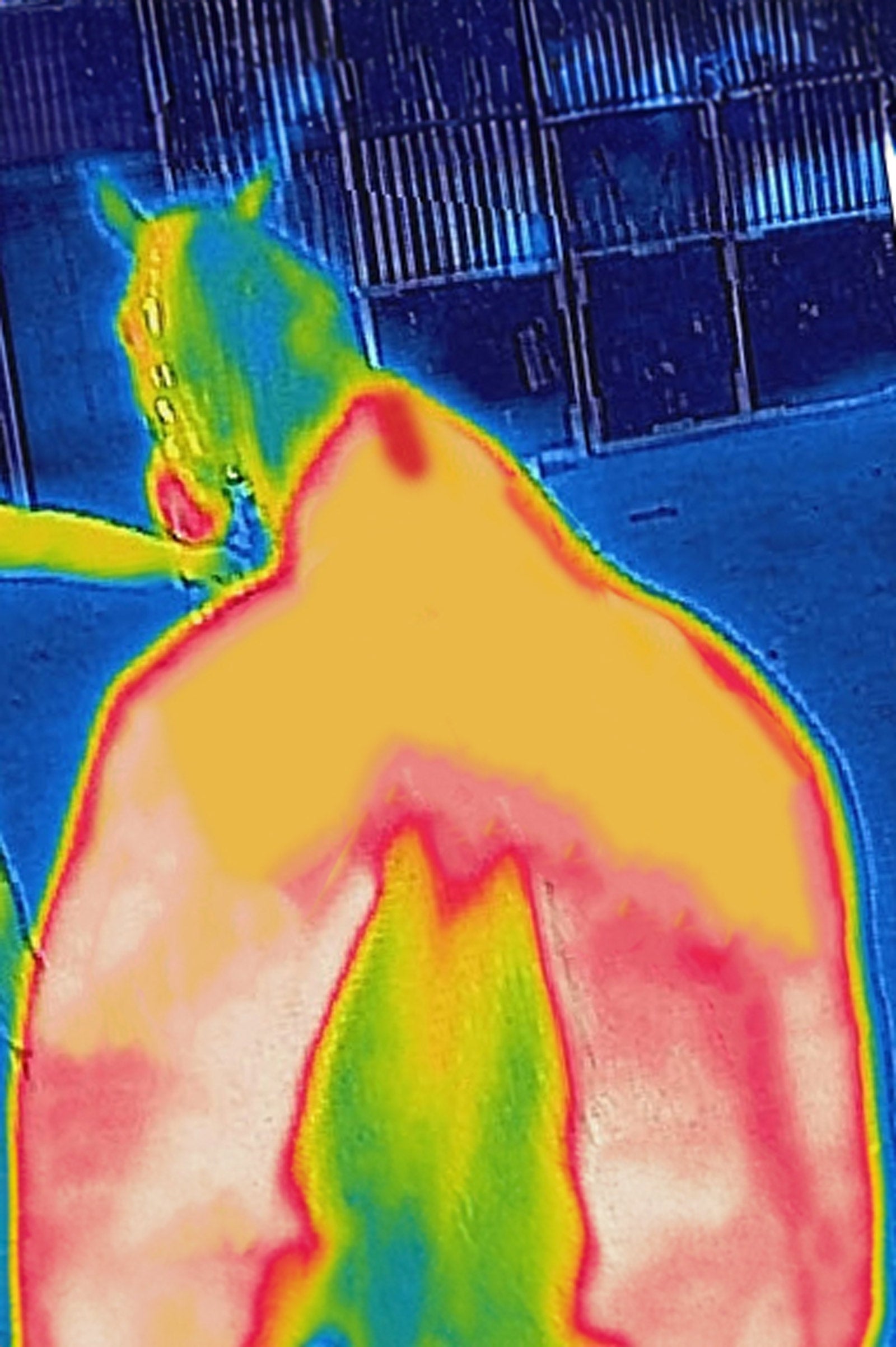 Bucas Therapy Mesh Cooler Rug Horse Rugs