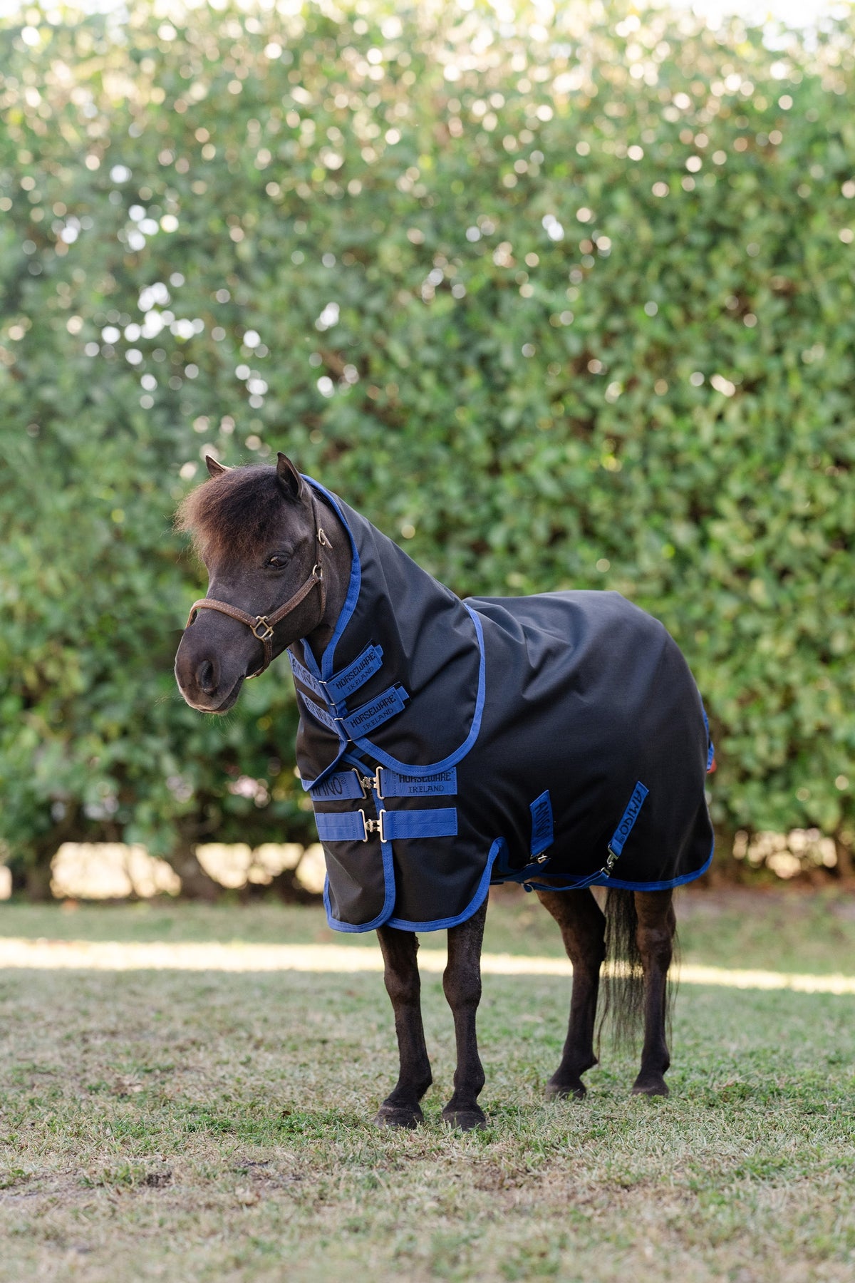 Horseware Amigo Ripstop 900D Plus Petite coperta da paddock con copricollo staccabile, 0 g Coperte per cavalli