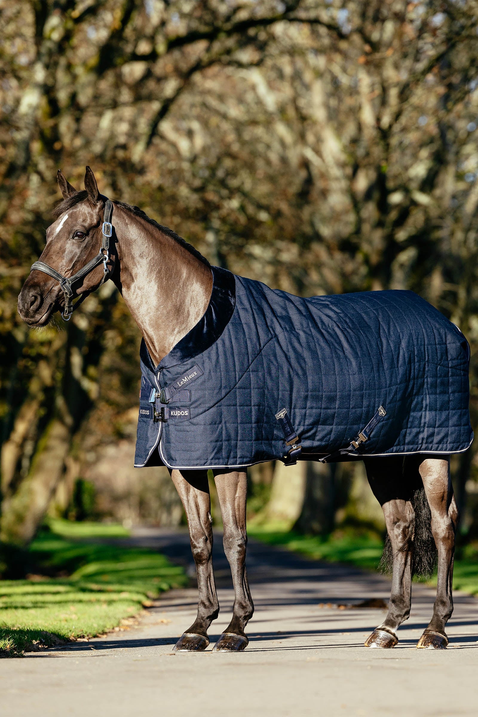 LeMieux Kudos Luxe coperta da box foderata, 100 g Coperte per cavalli