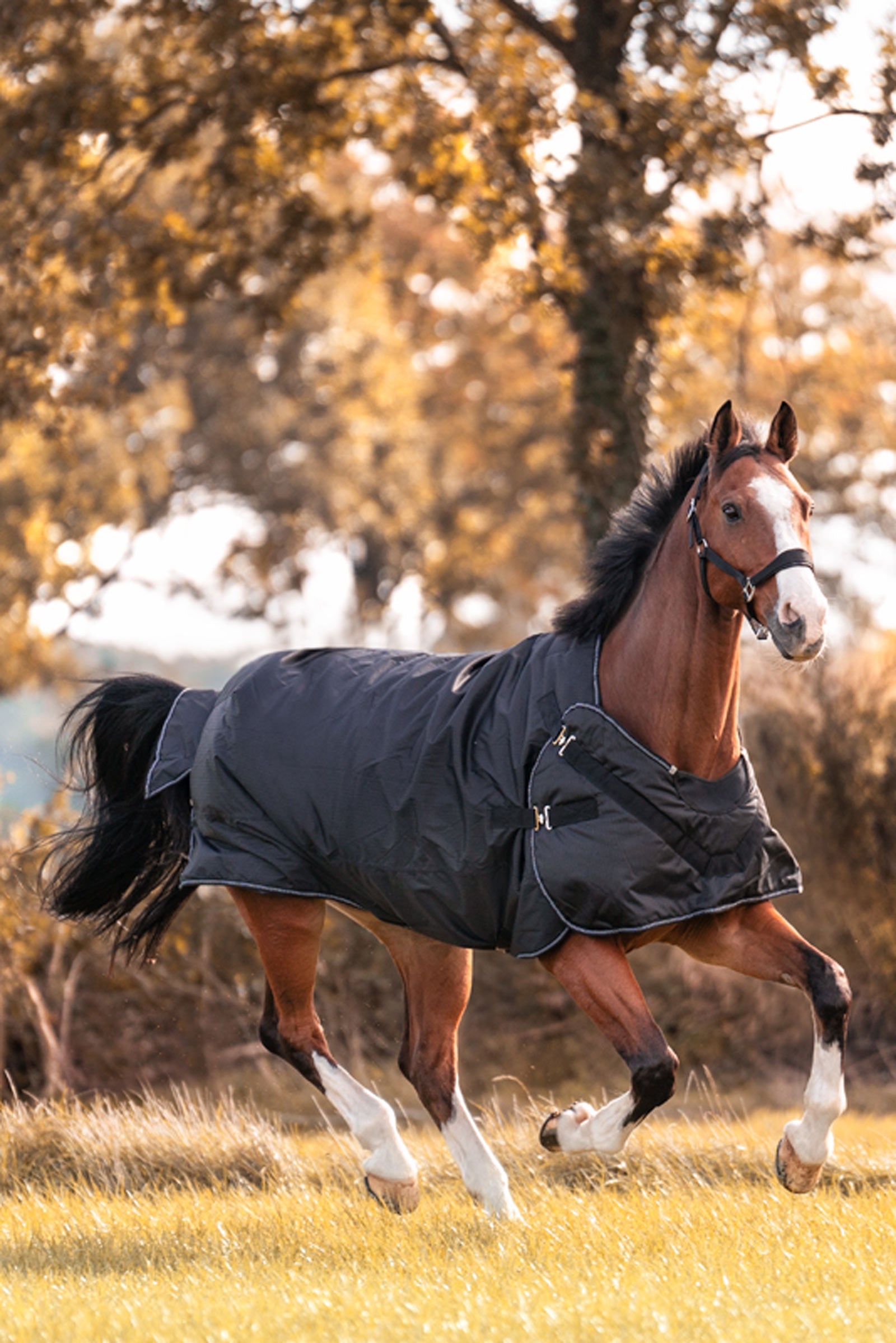 Kavalkade Halifax 2-in-1 Coperta da turnout leggera e Coperta da walker 200g Coperte per cavalli