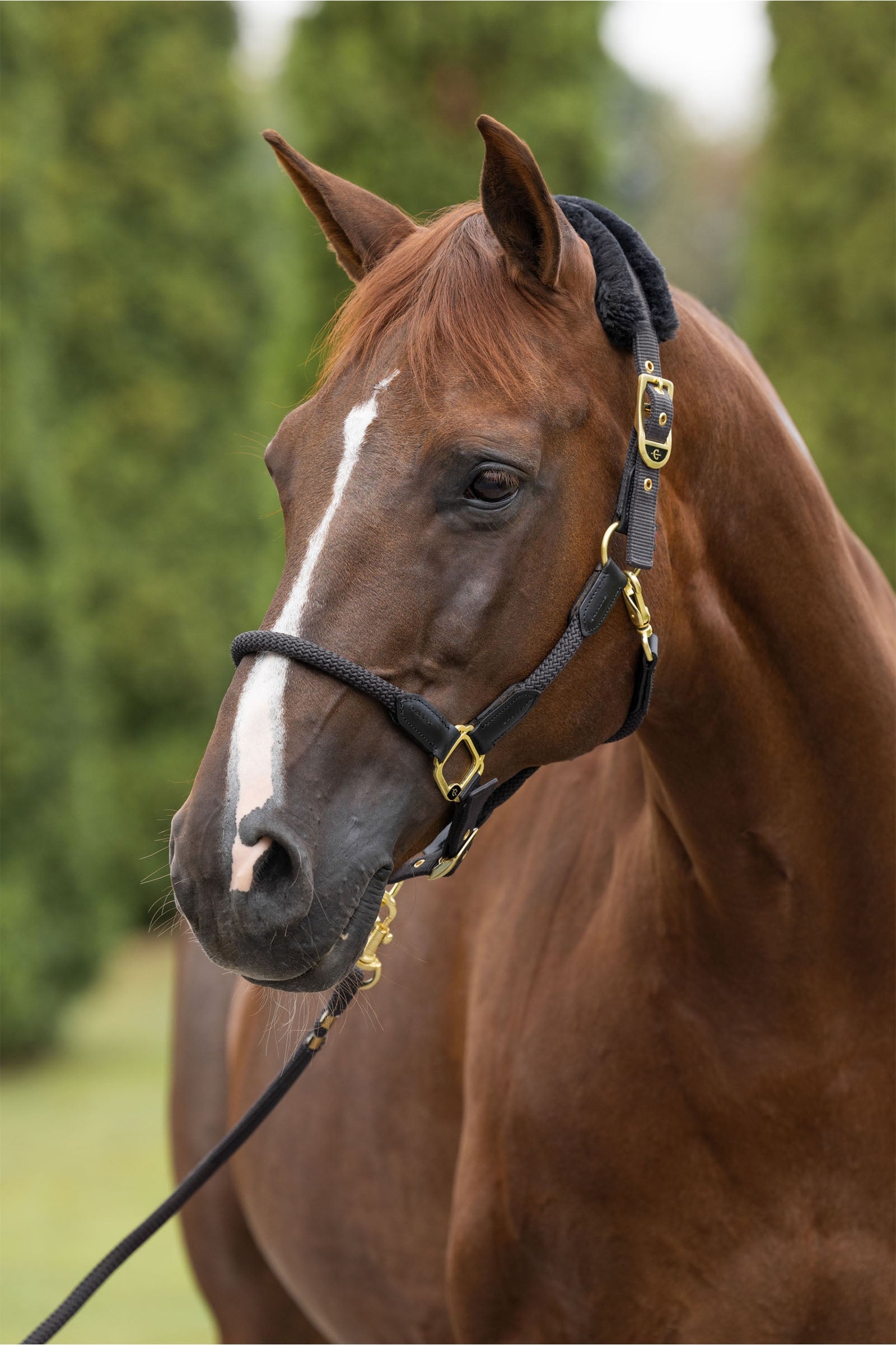 Covalliero Anniversary Halter Halters & Leads