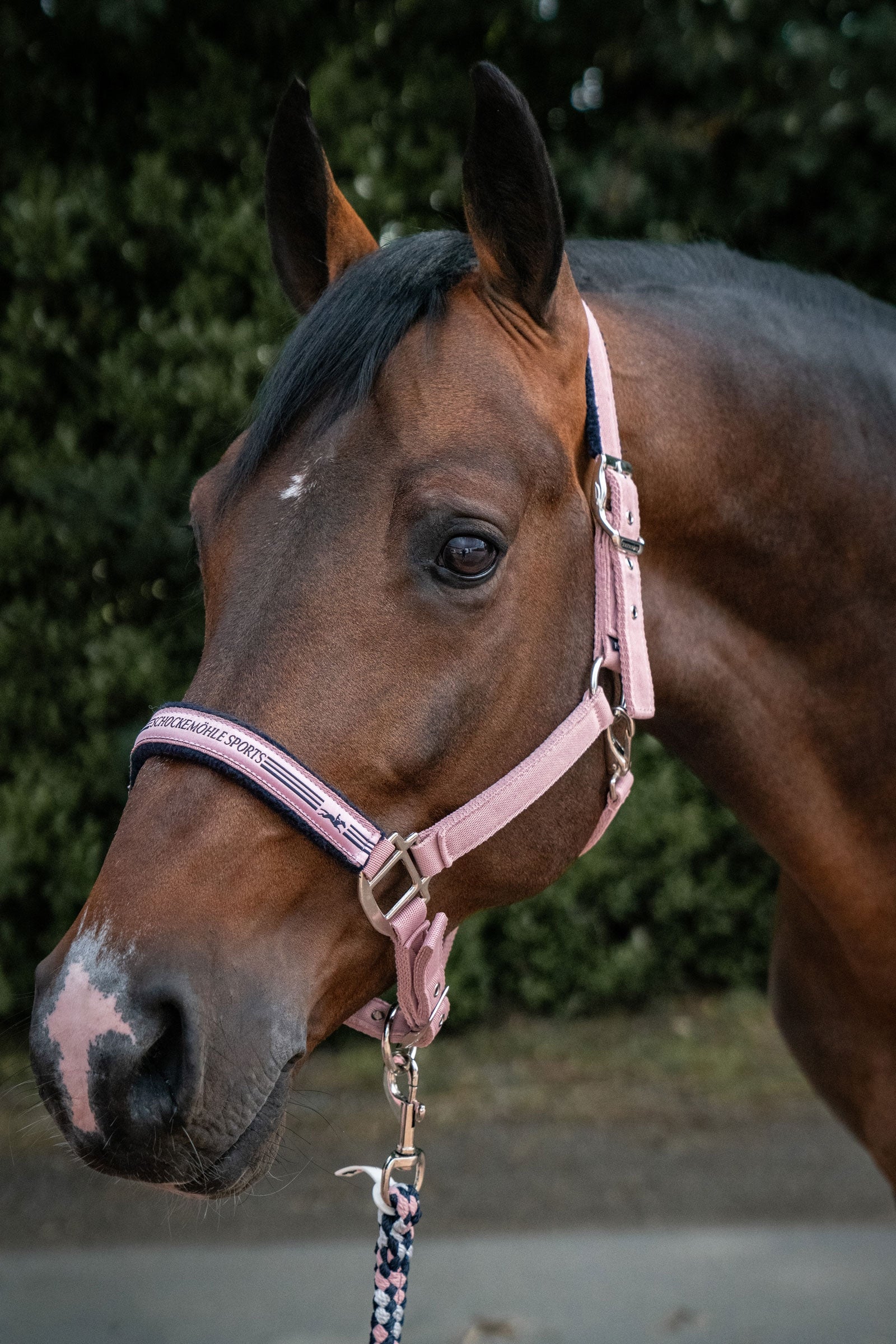 Schockemöhle Sports Memphis II Halter Halters & Leads