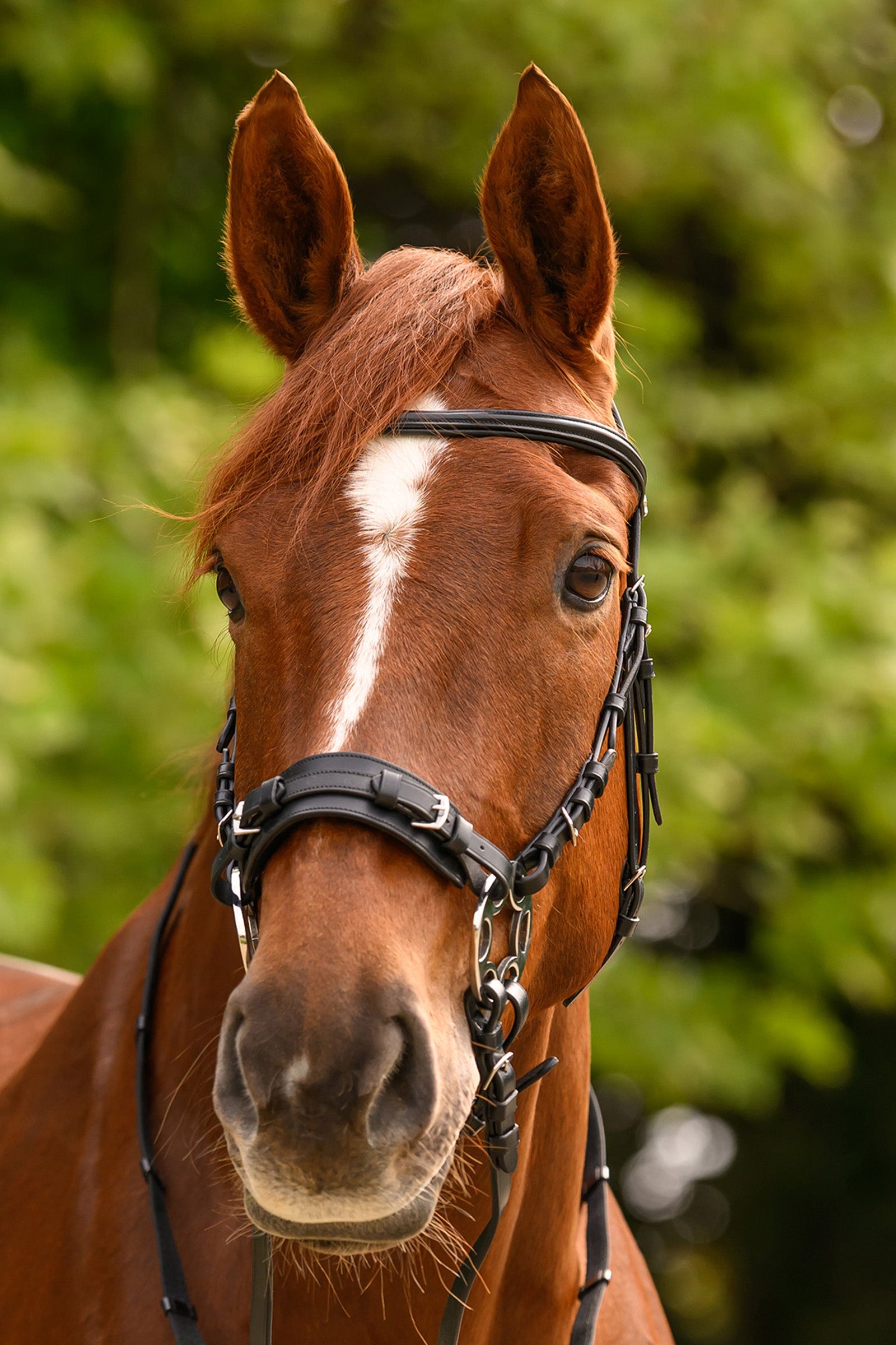Waldhausen X-Line Bitless Sensitive Bridle Bridles & Reins