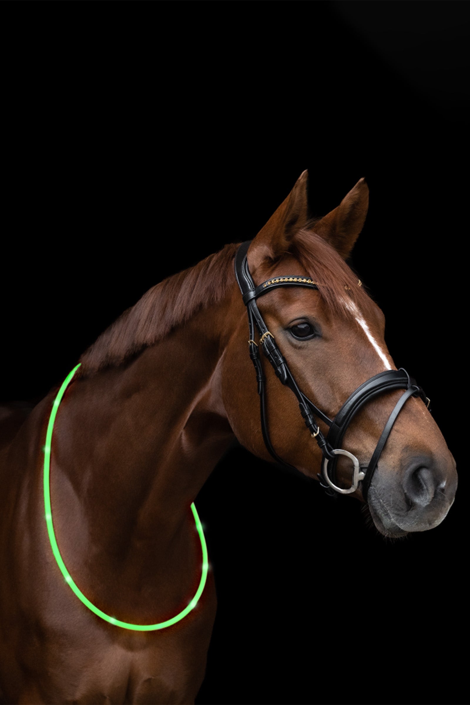 Waldhausen ELT LED-Neck Strap for Horse Reflective