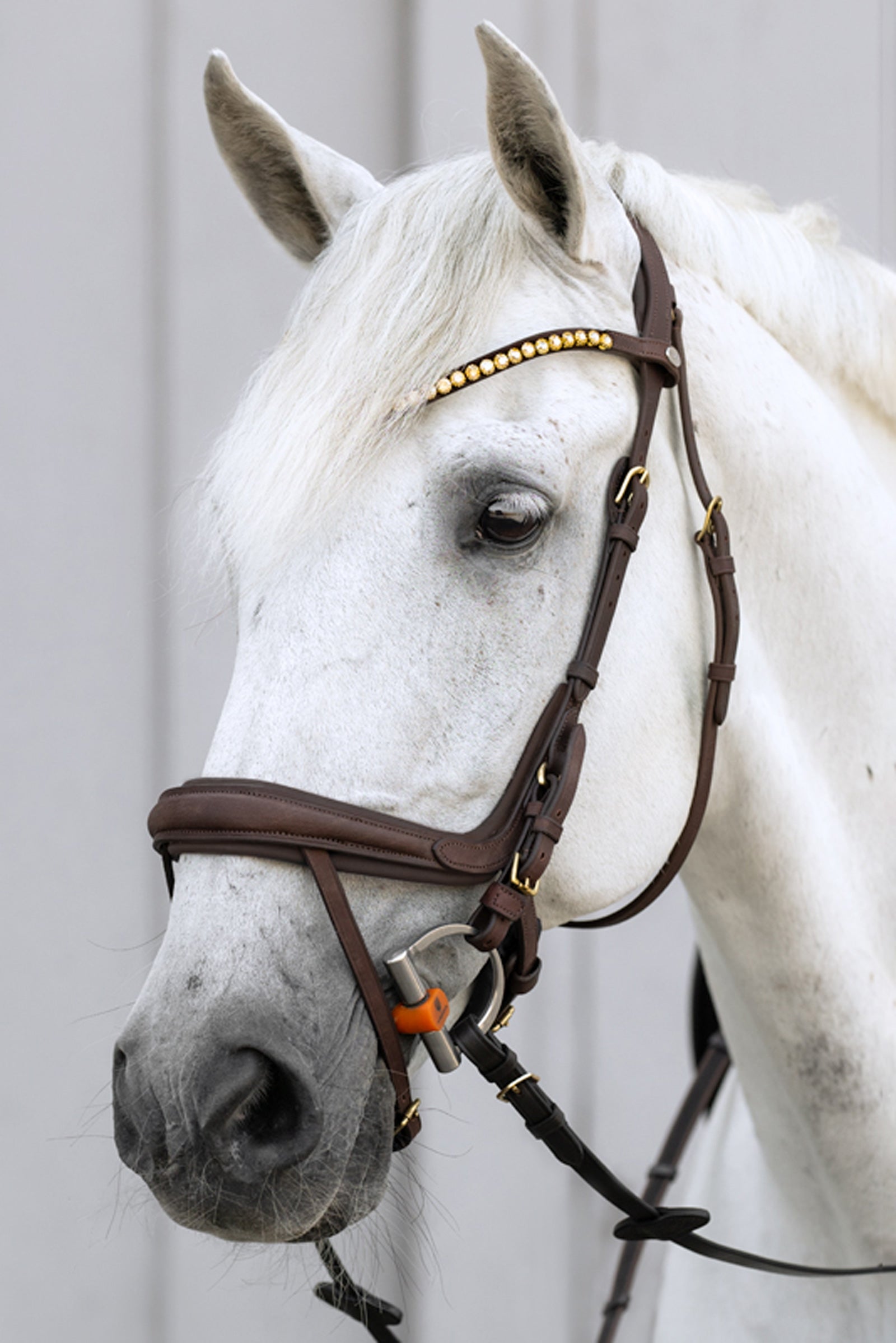 Kavalkade Caliano Briglia Inglese Briglie & redini