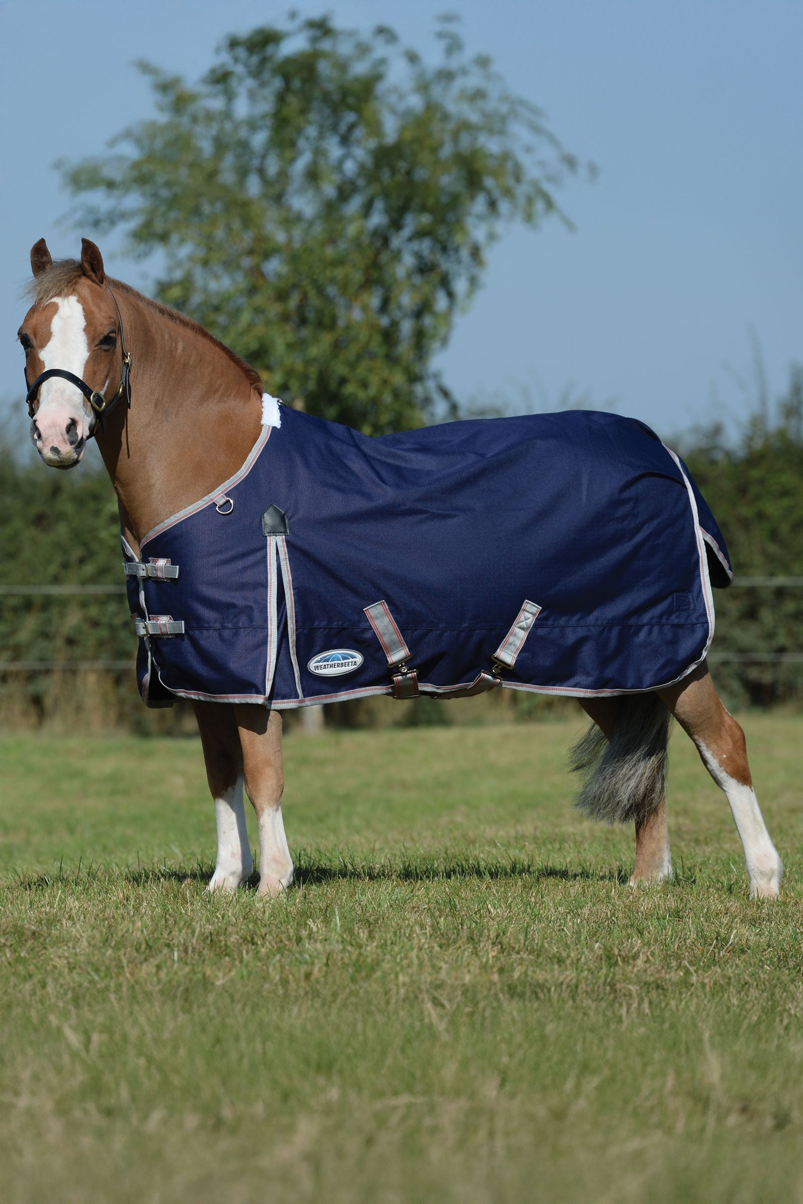 Weatherbeeta Comfitec Essential Plus coperta da turnout leggera, 50g Coperte per cavalli