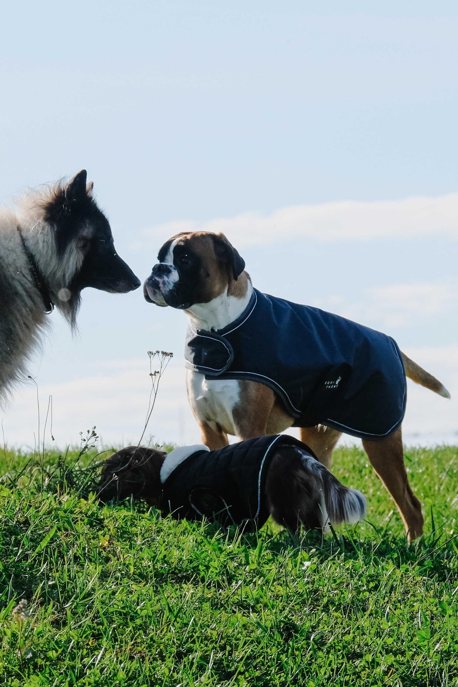 Equi Theme EQUITHÈME TYREX 600D Dog Rug, 220 g Dog Accesories