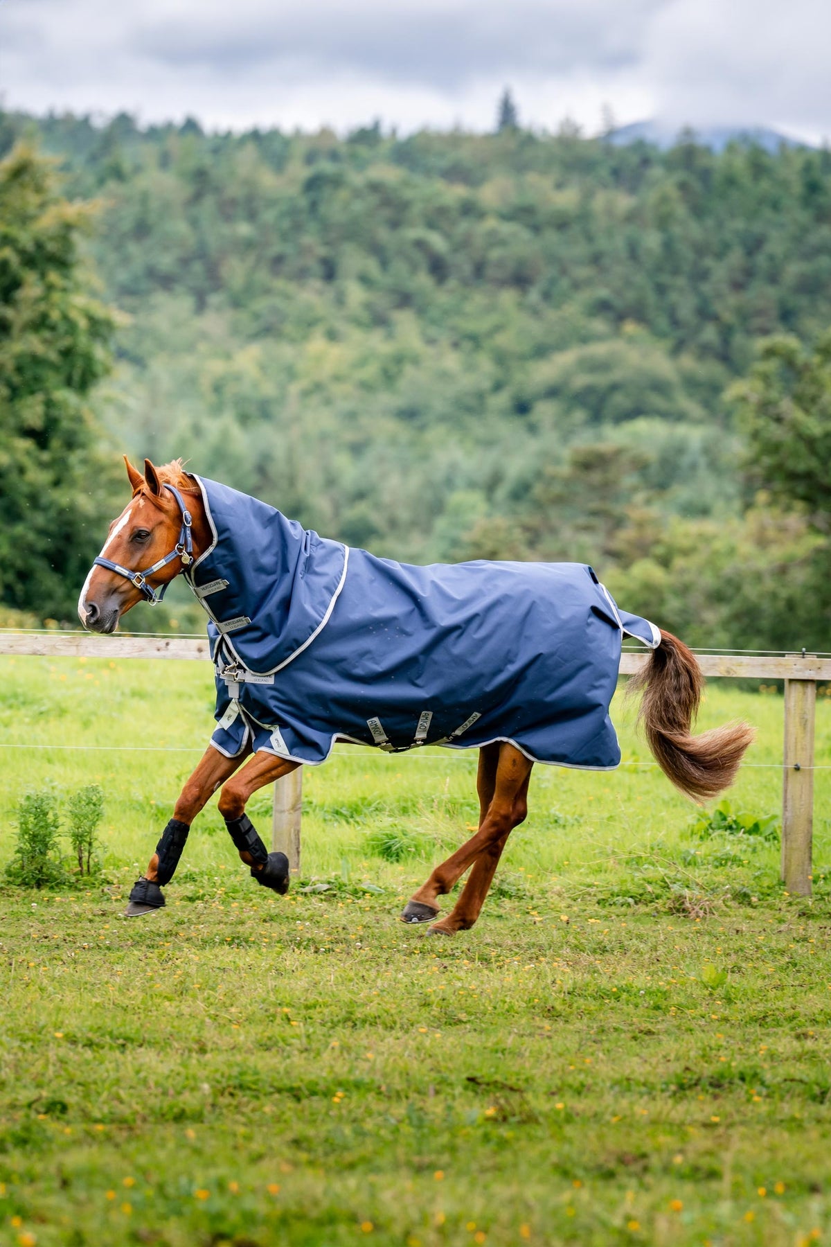 Horseware Amigo Bravo 12 Plus coperta da turnout con collo staccabile, 400g Coperte per cavalli
