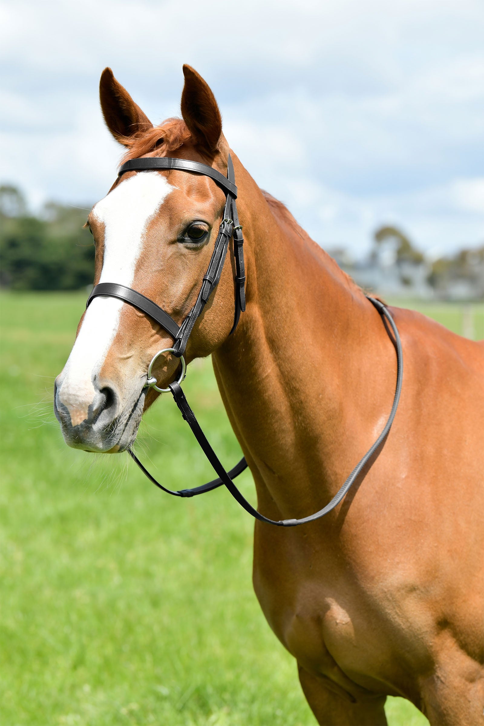 Kincade Classic testiera da caccia piatta con redini Briglie & redini