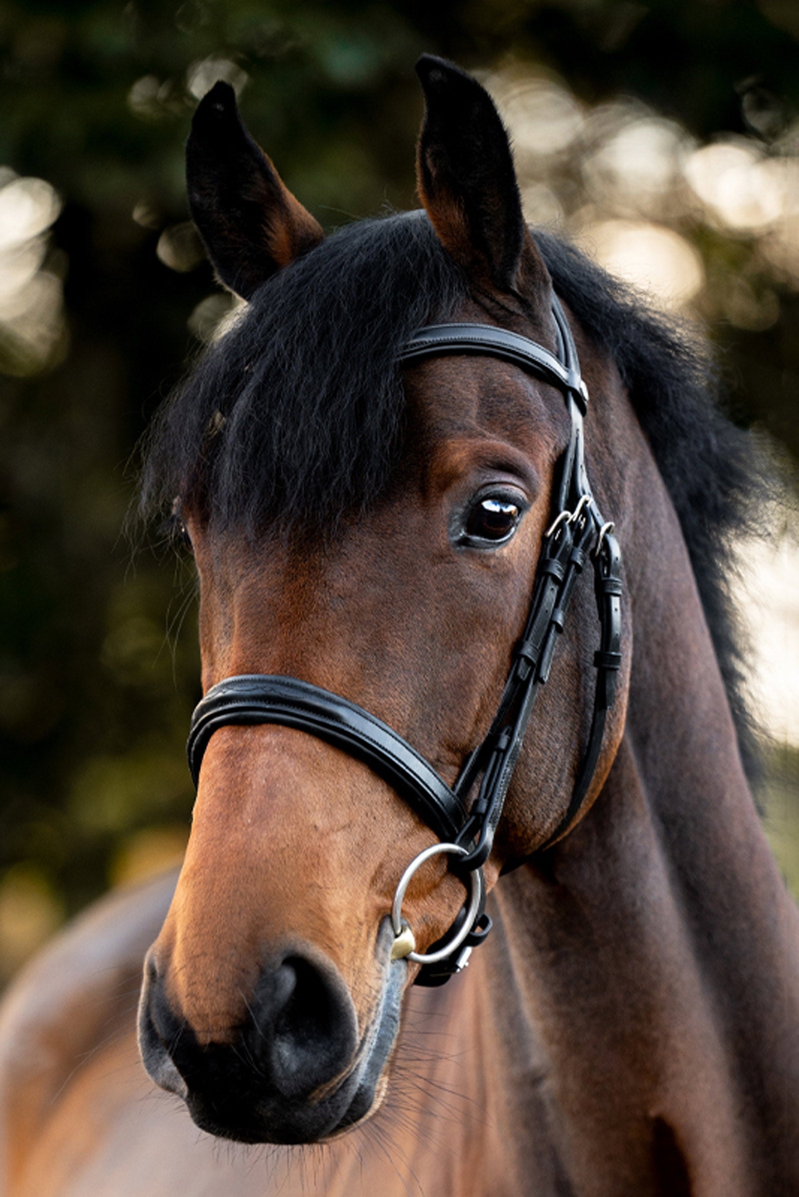 Kavalkade Robin English Bridle Bridles & Reins