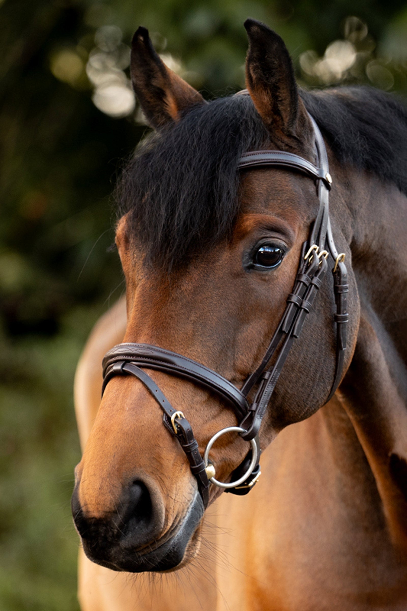 Kavalkade Robin English Bridle Bridles & Reins