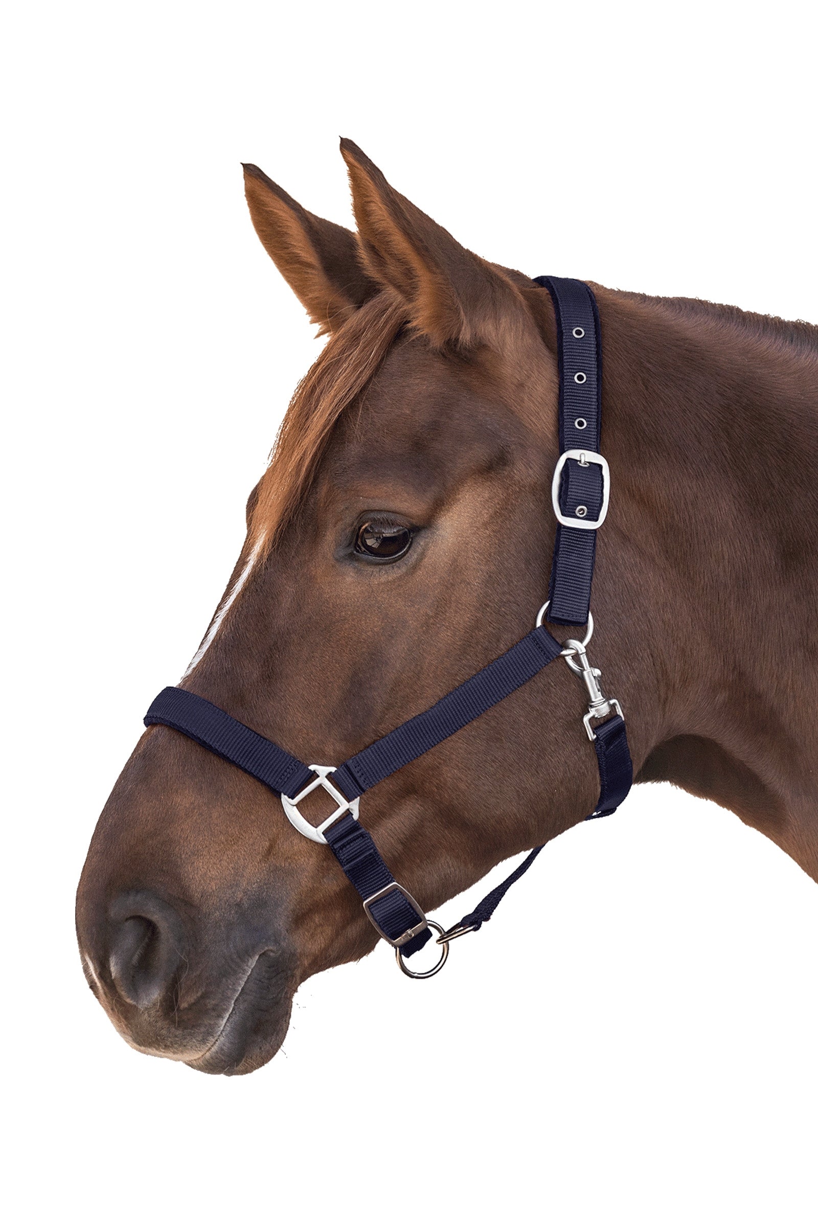 Waldhausen Perlon Satin Halter Halters & Leads