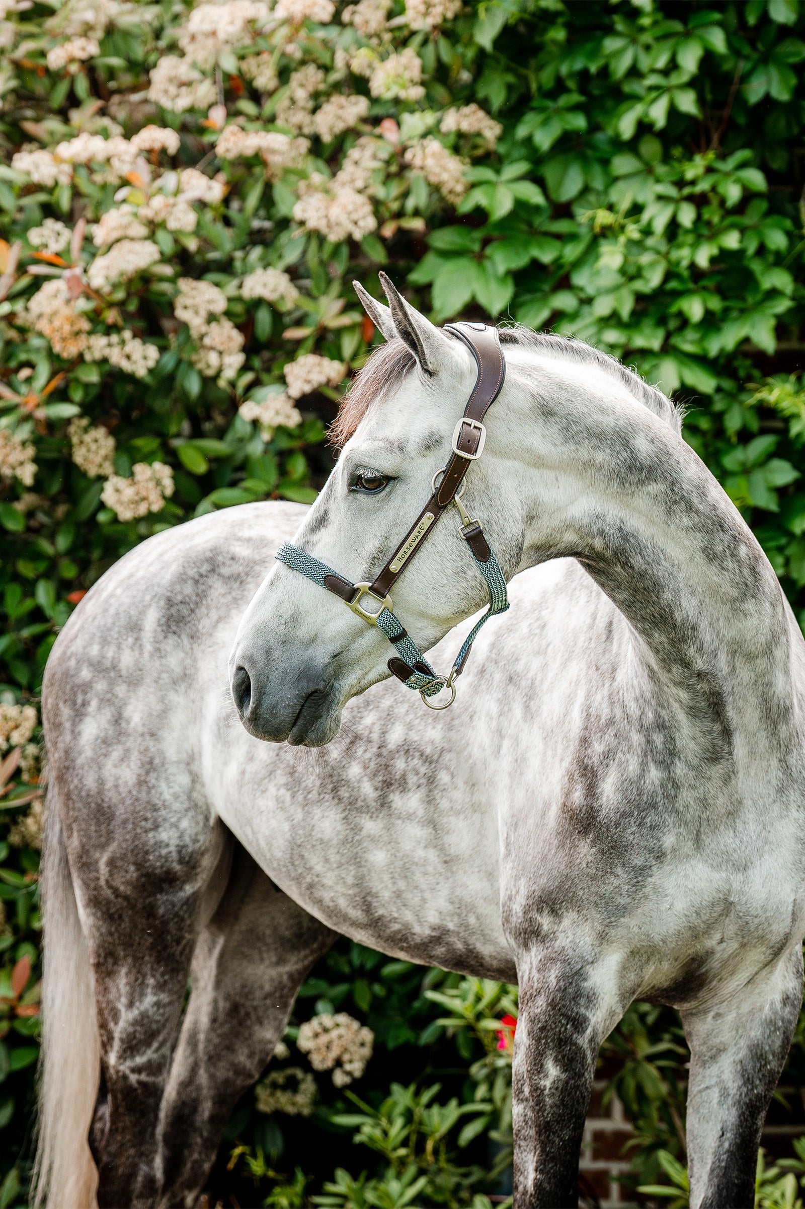 Horseware Cavezza intrecciata Signature Cavezze e guinsagli