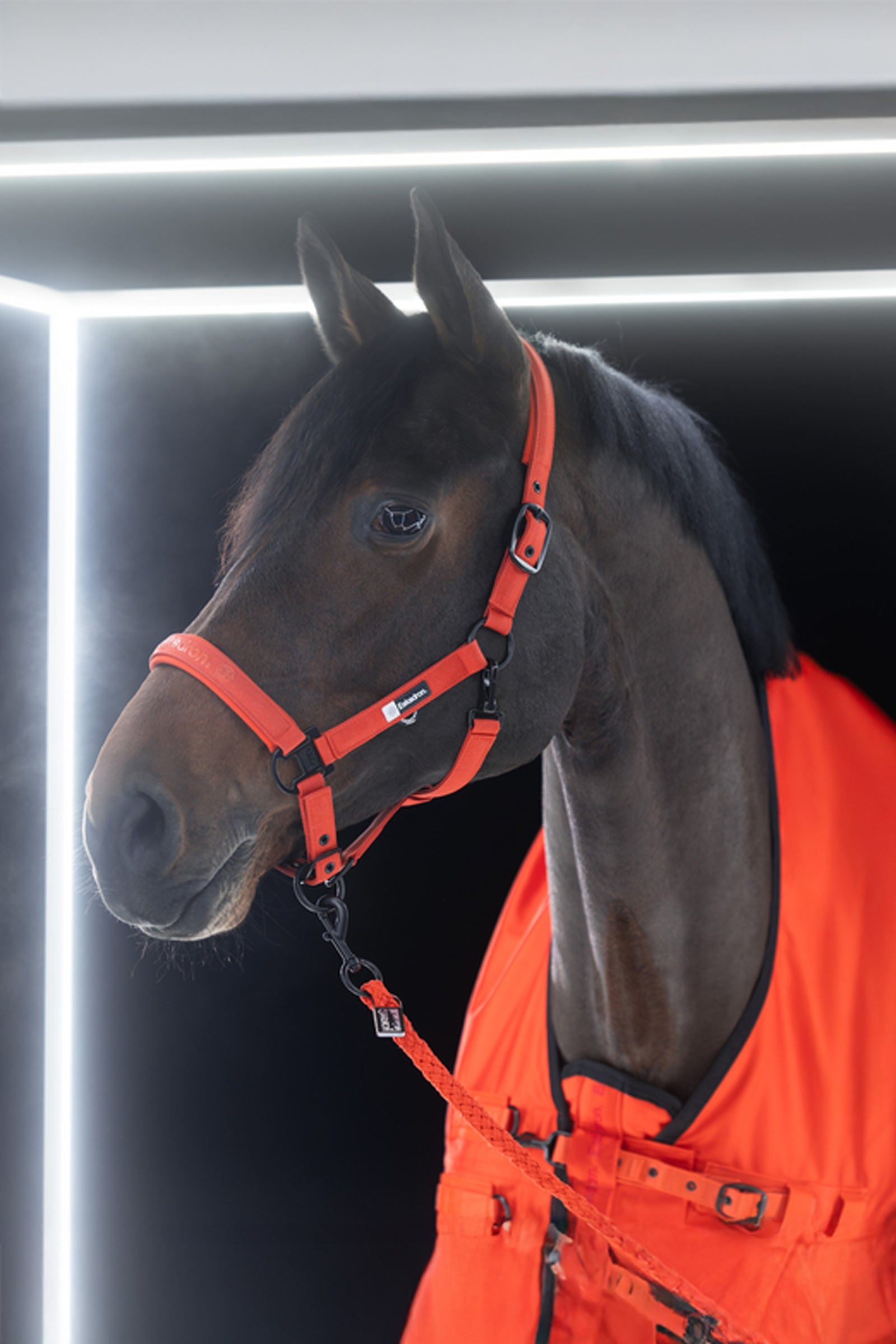 Eskadron Dynamics AW25 Beta Turnout Rug, 50 g Horse Rugs