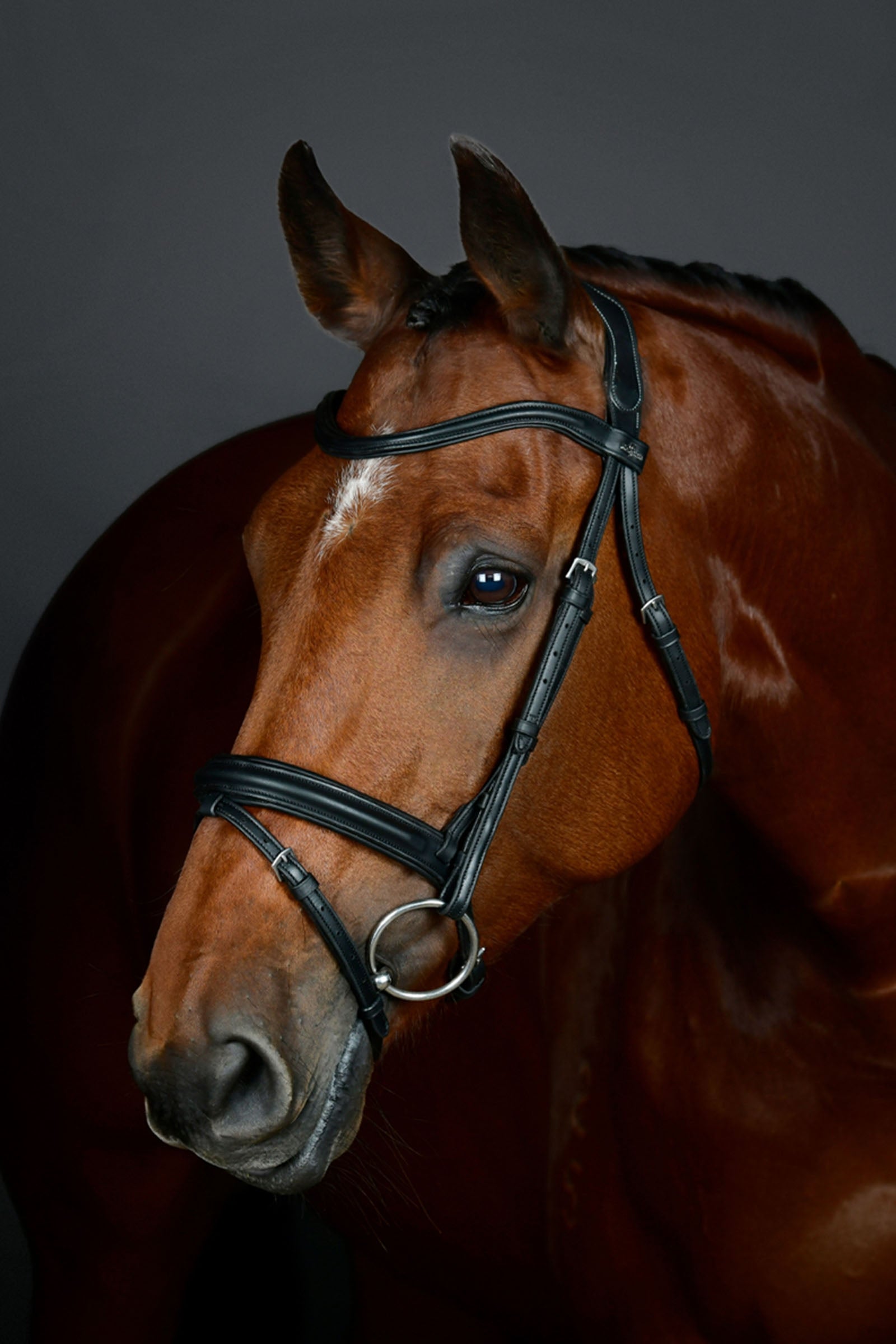 Collegiate Comfitec Opulux testiera semplice imbottita con capezzina combinata hannoveriana Briglie & redini