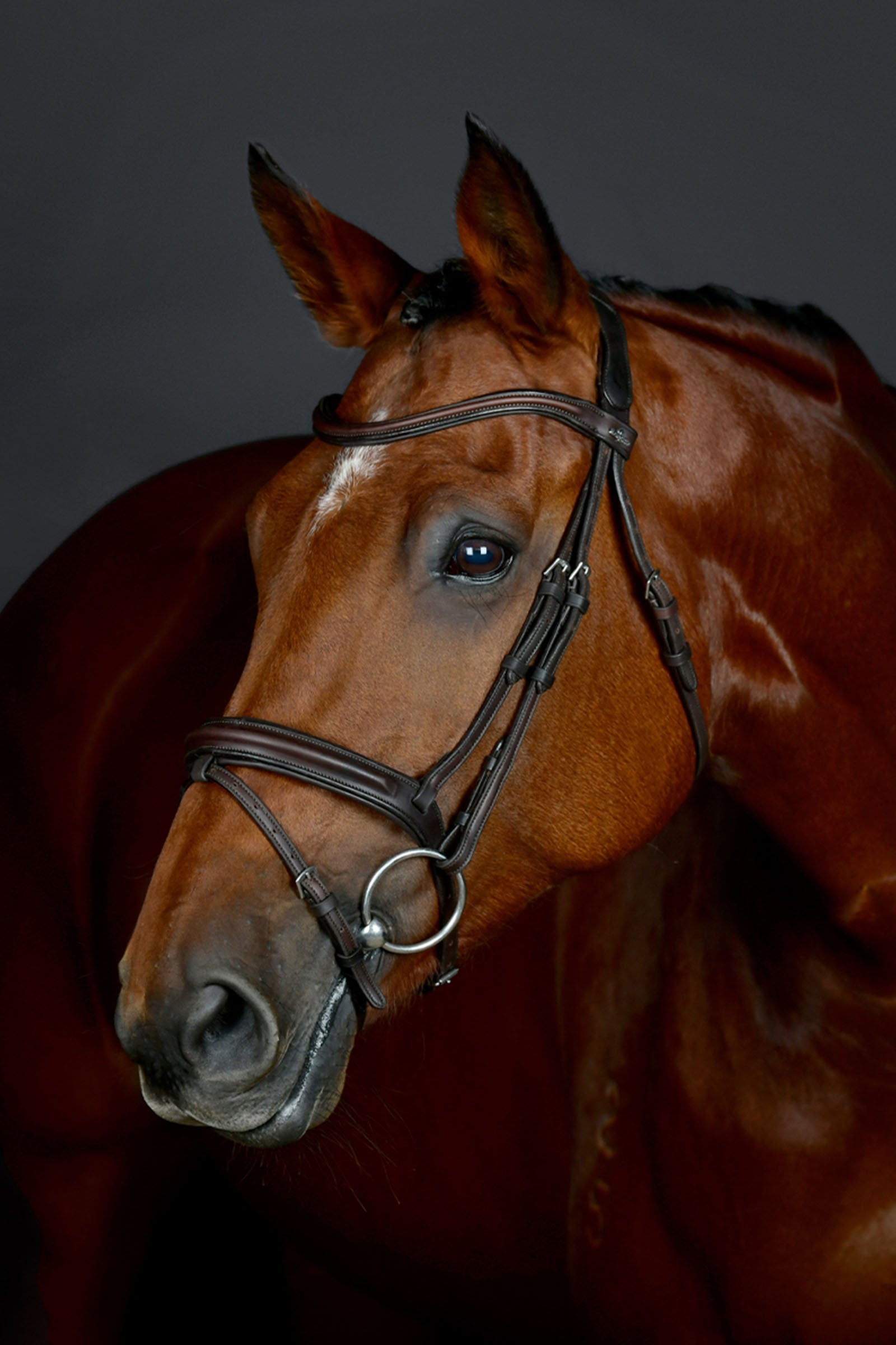 Collegiate Comfitec Opulux testiera semplice imbottita con capezzina combinata hannoveriana Briglie & redini