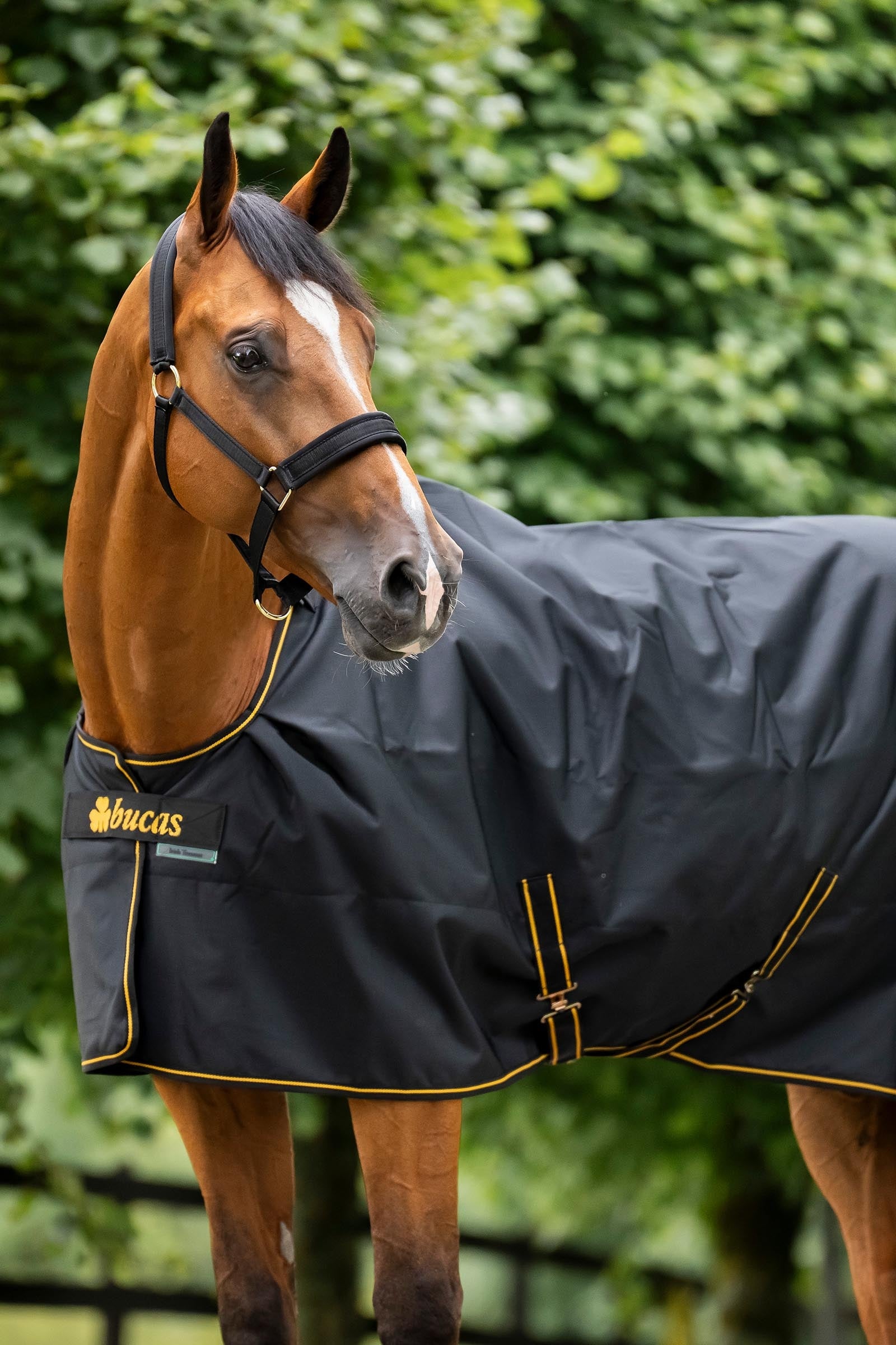 Bucas Irish Turnout Big Neck, 50g Horse Rugs