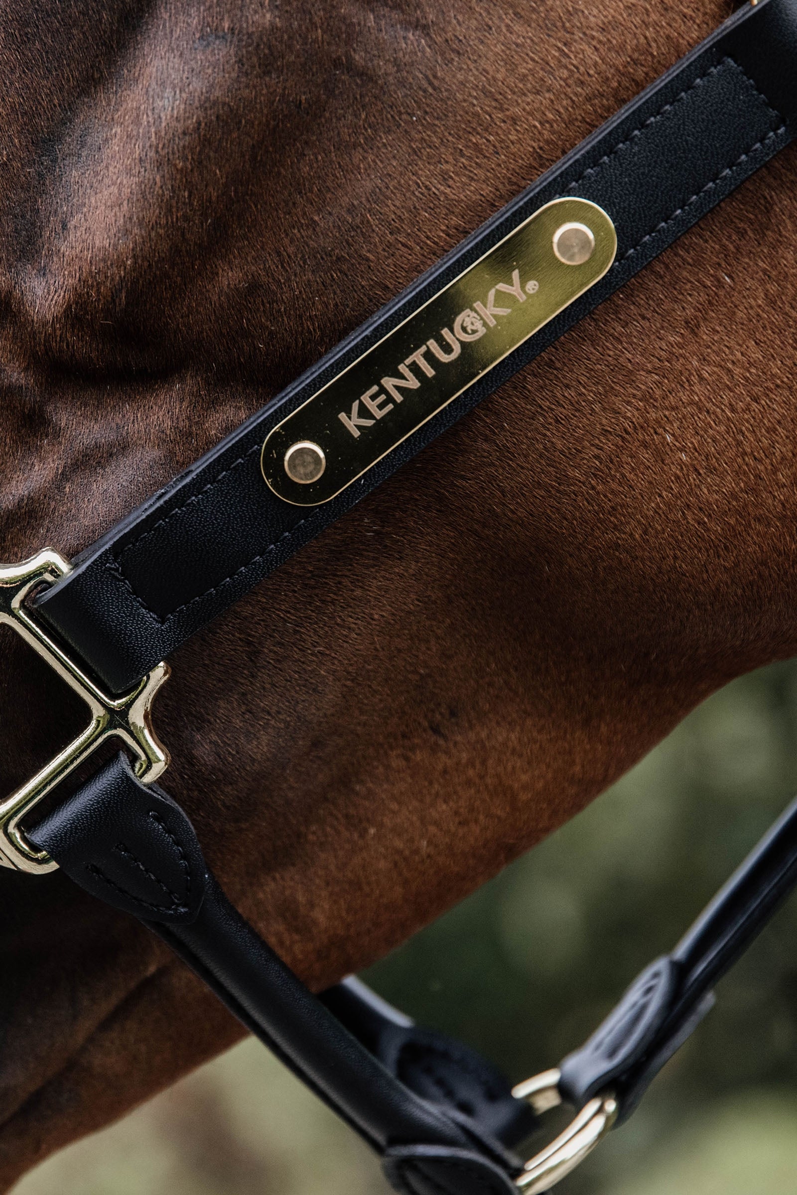 Kentucky Horsewear Anatomic Leather Halter Halters & Leads