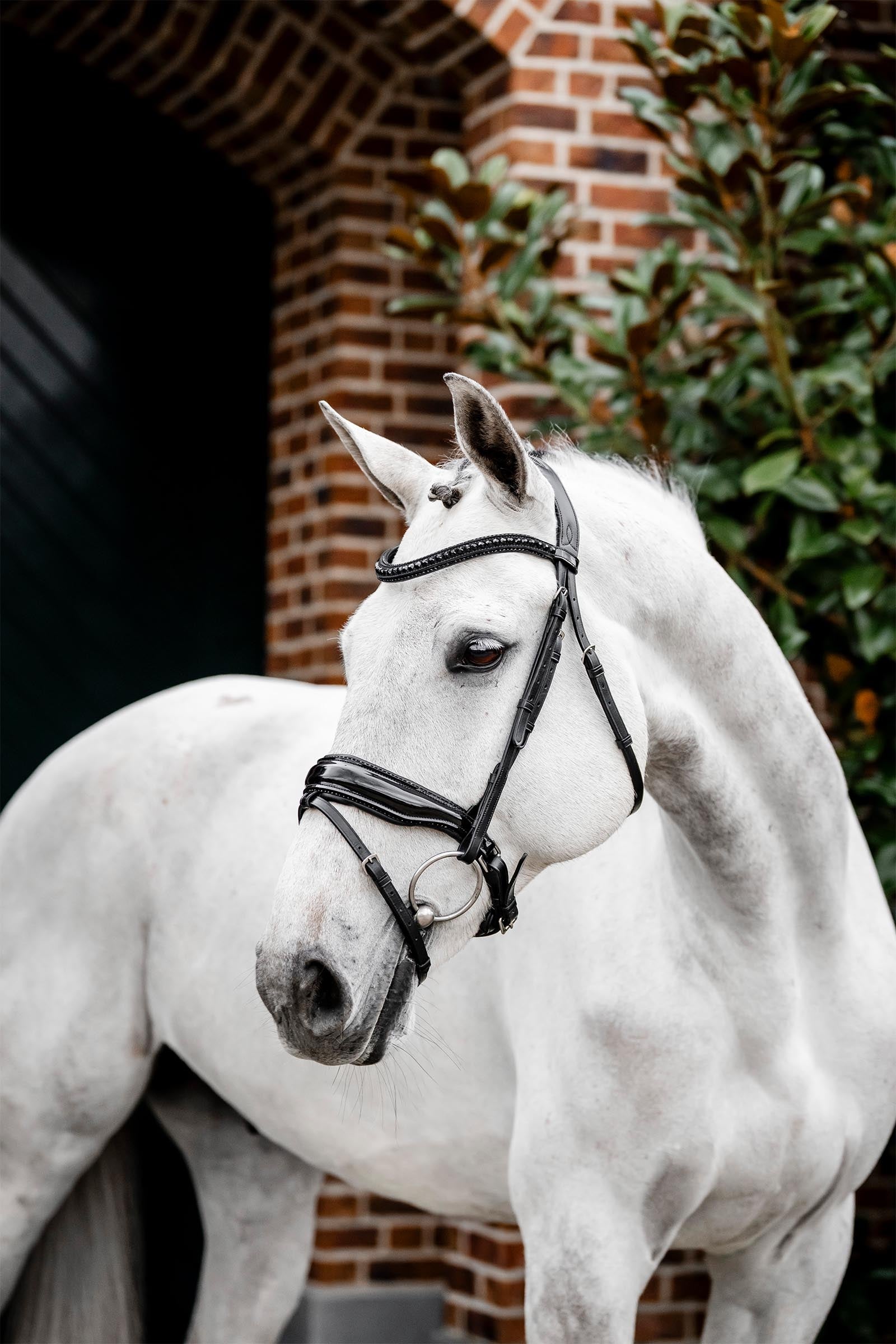 Horseware Diamante briglia con capezzina combinata Briglie & redini