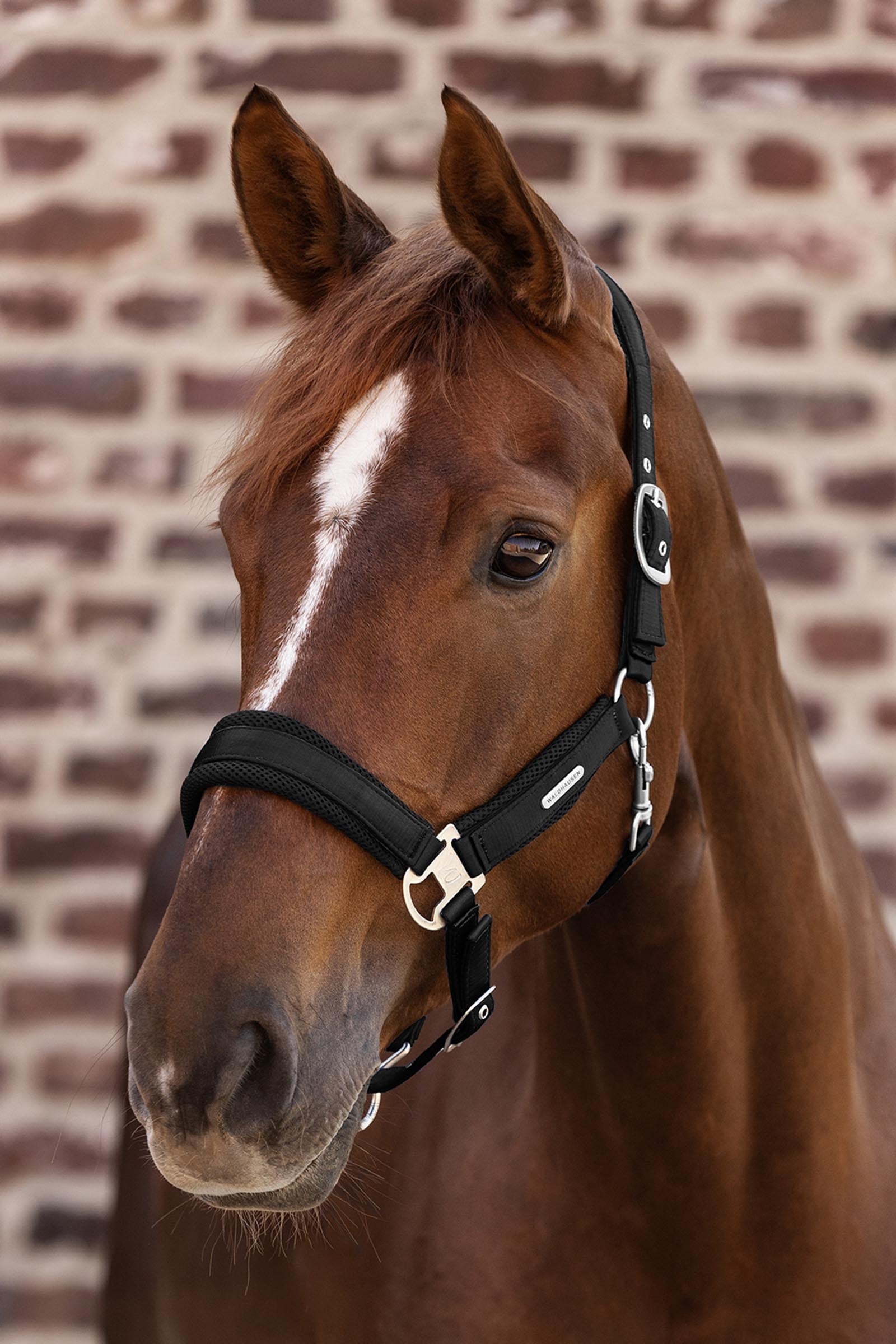 Waldhausen Breath Mesh Halter Halters & Leads