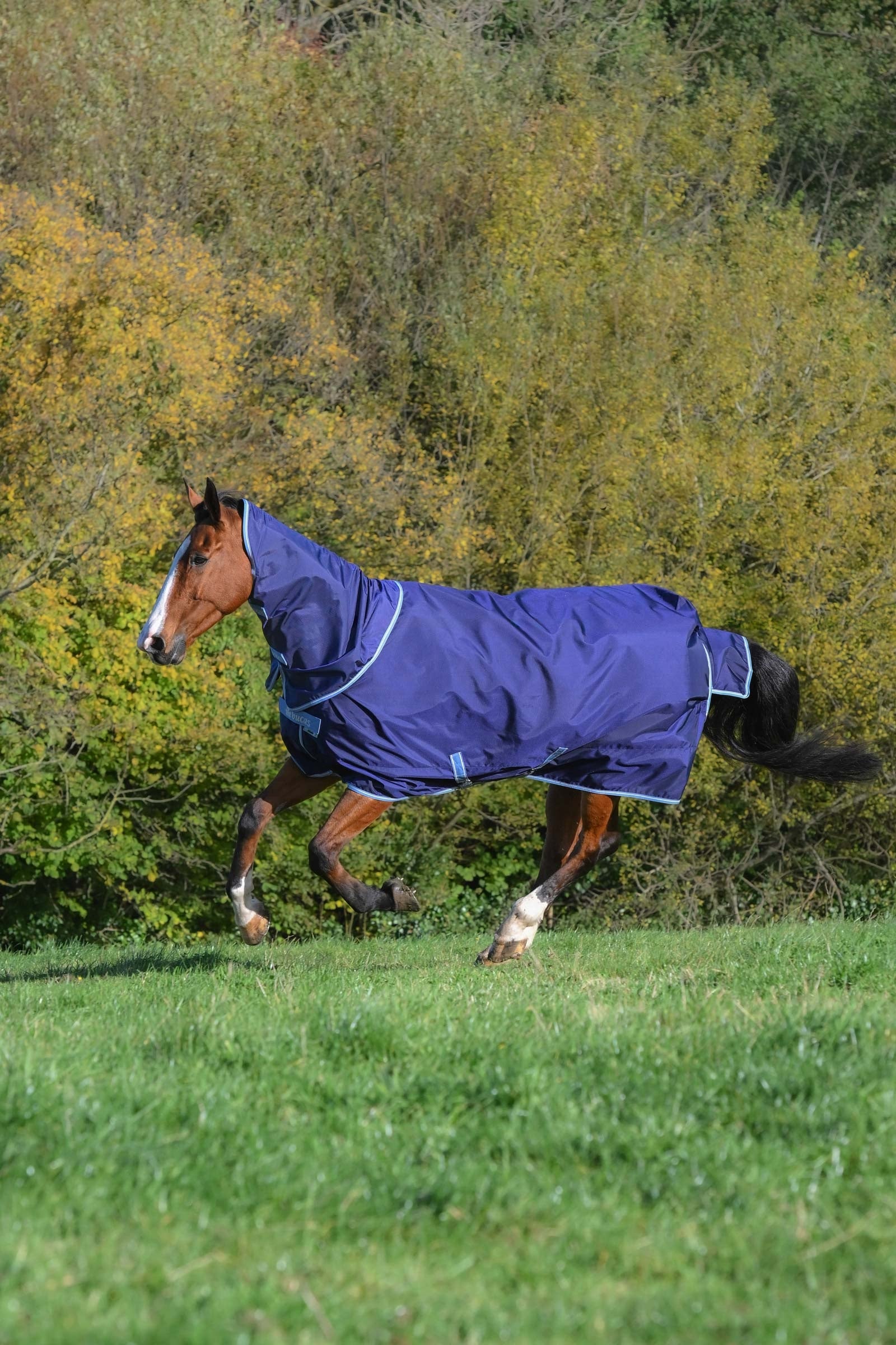 Bucas Atlantic Exclusive Rug & Neck Set, 0 g Coperte per cavalli