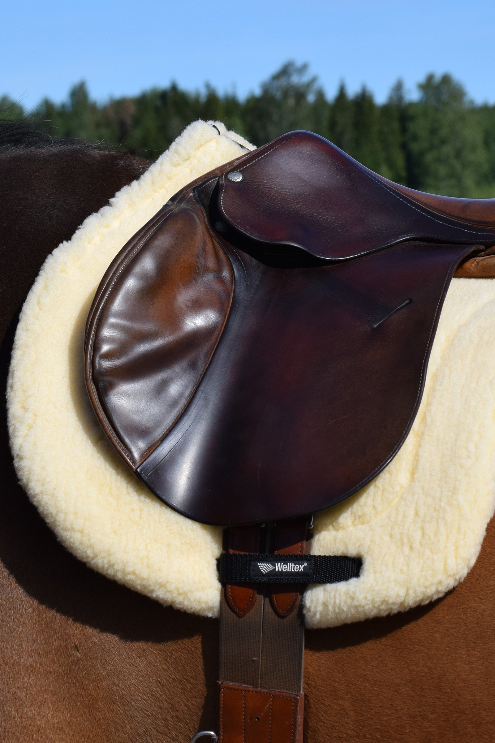 Back on Track Back On Track "Teddy" Saddle Pad Saddle Pads