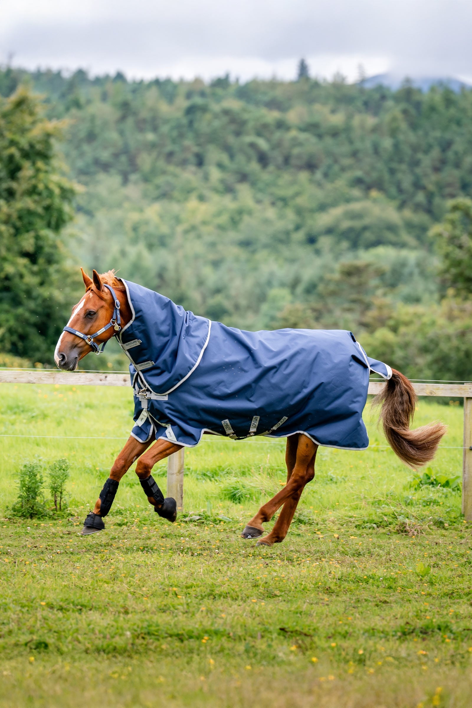 Horseware Amigo 1200D Plus coperta da esterno, 250 g Coperte per cavalli