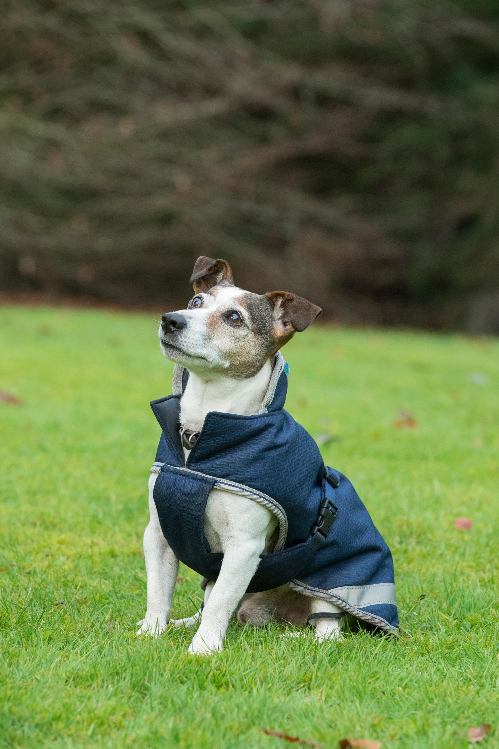 Bucas Freedom Coperta per cani, 300g (30-45 cm) Cane