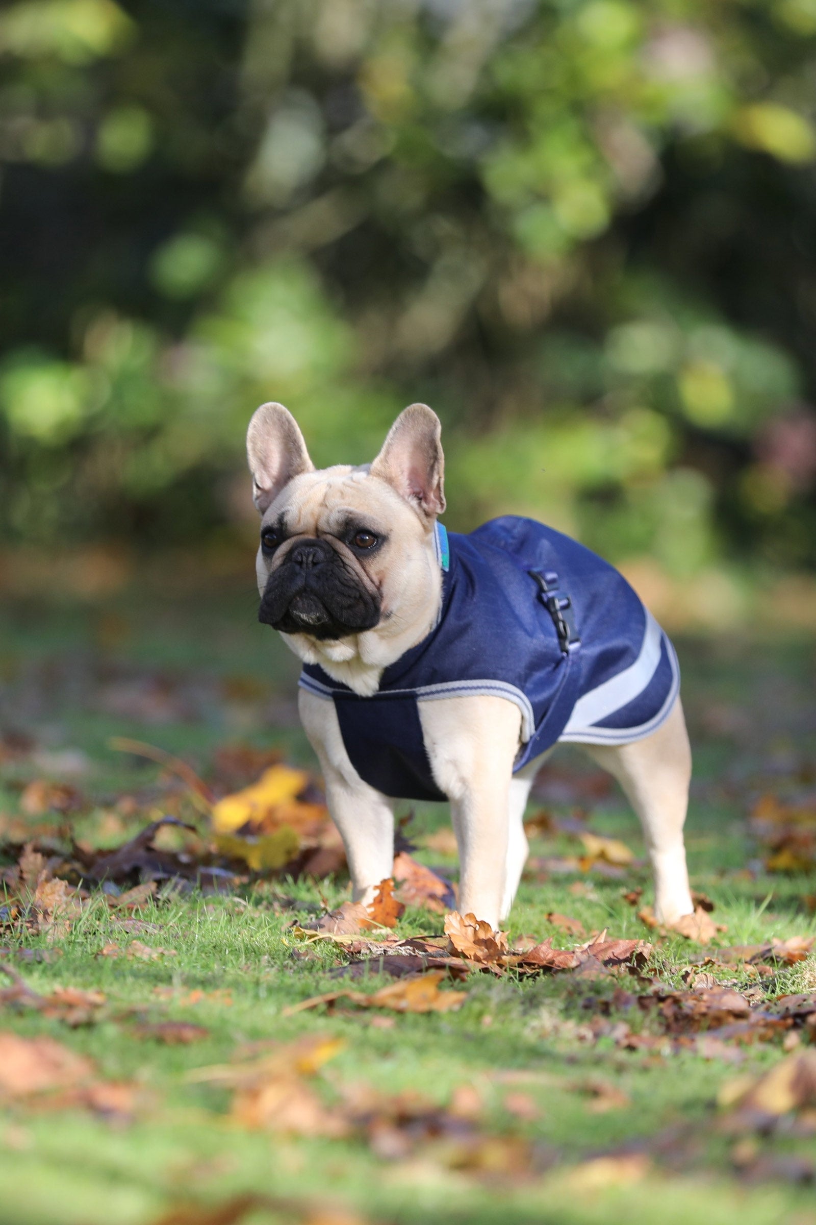 Bucas Freedom Dog Rug, 300g (30-45 cm) Dog Accesories